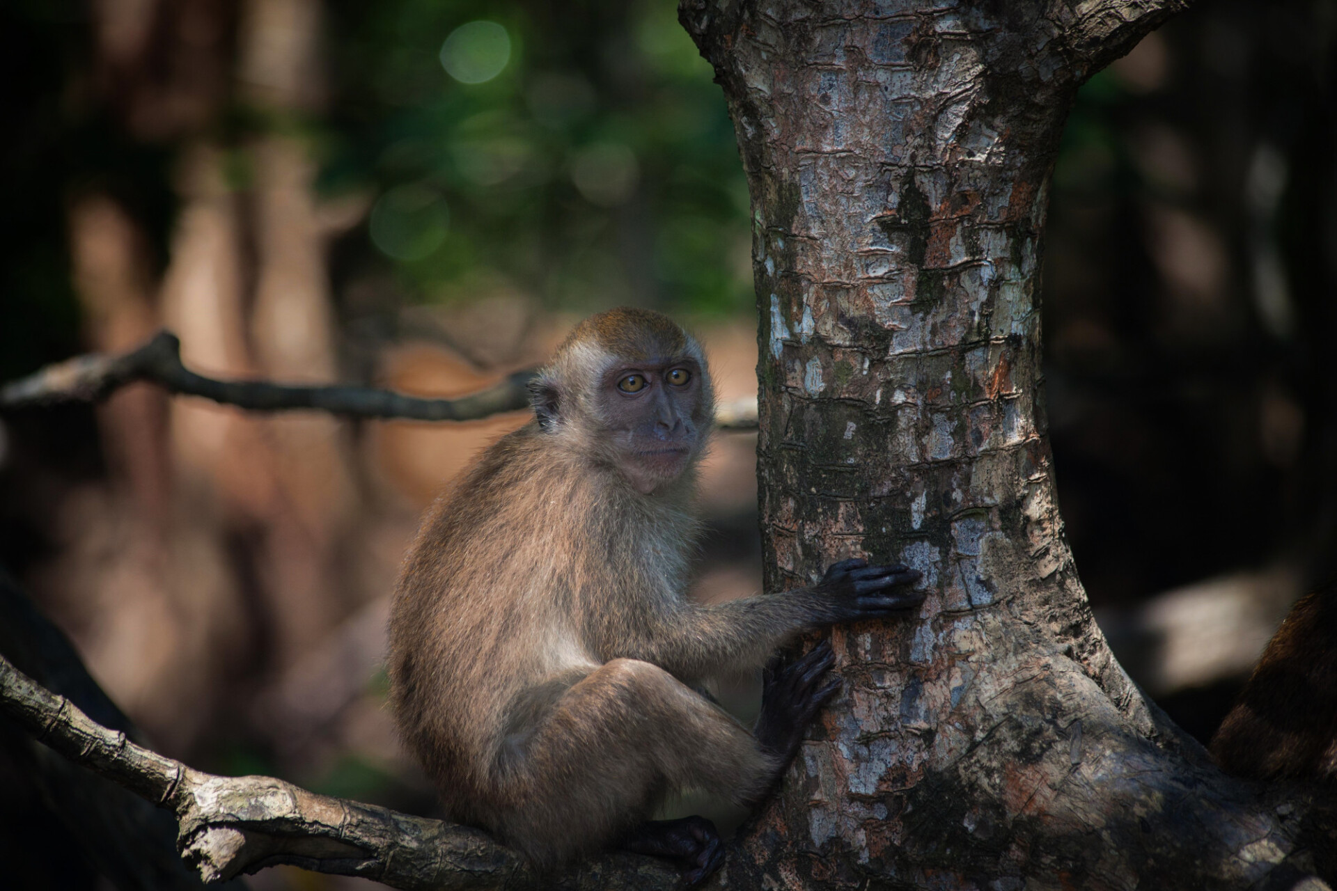 Baboon sitting on a tree