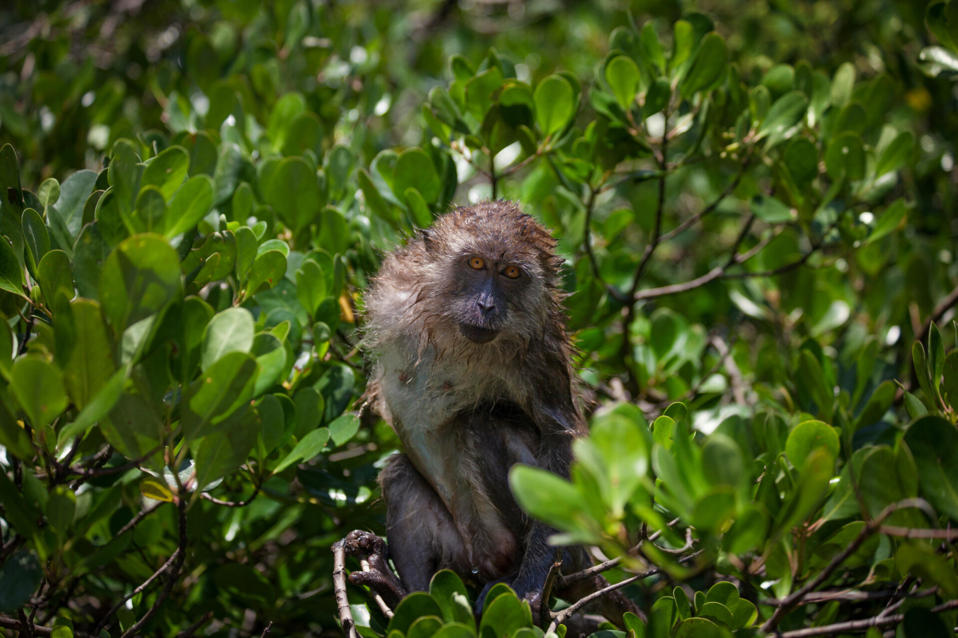 monkey in treetop