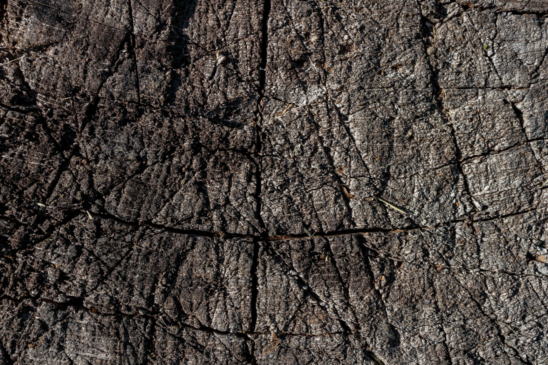 Rough wood texture with deep notches