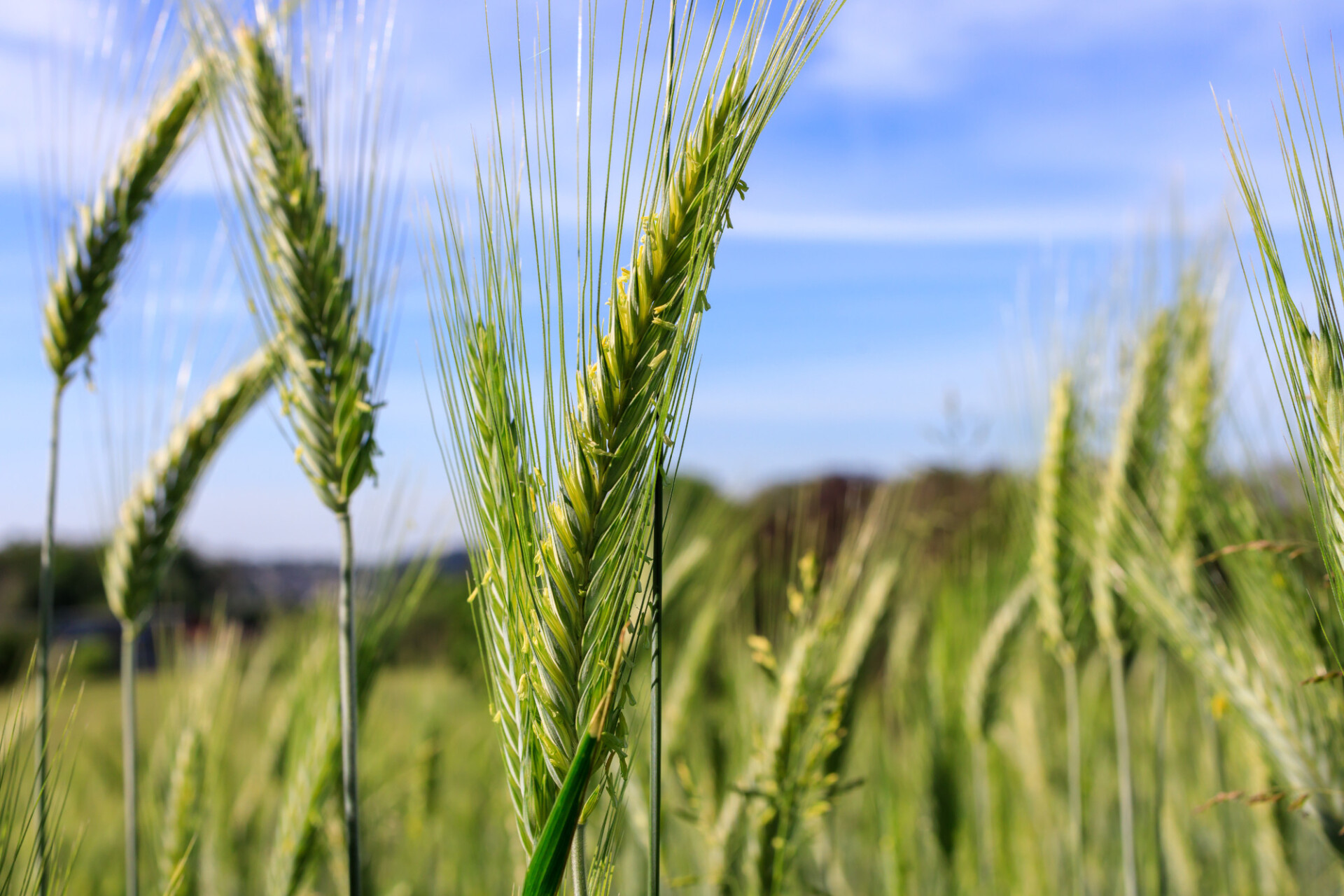 Green rye field in early summer