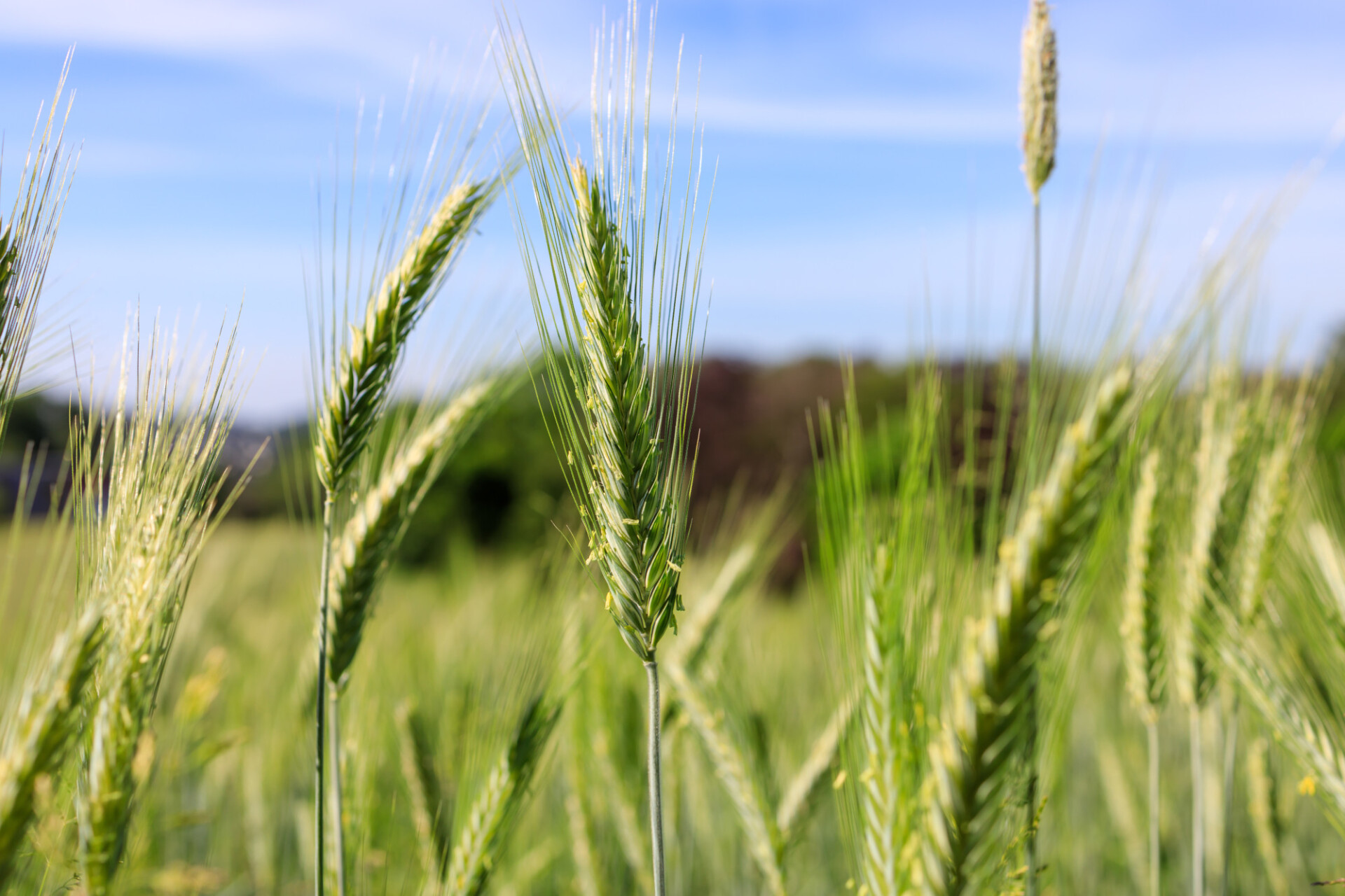 Rye ears in summer