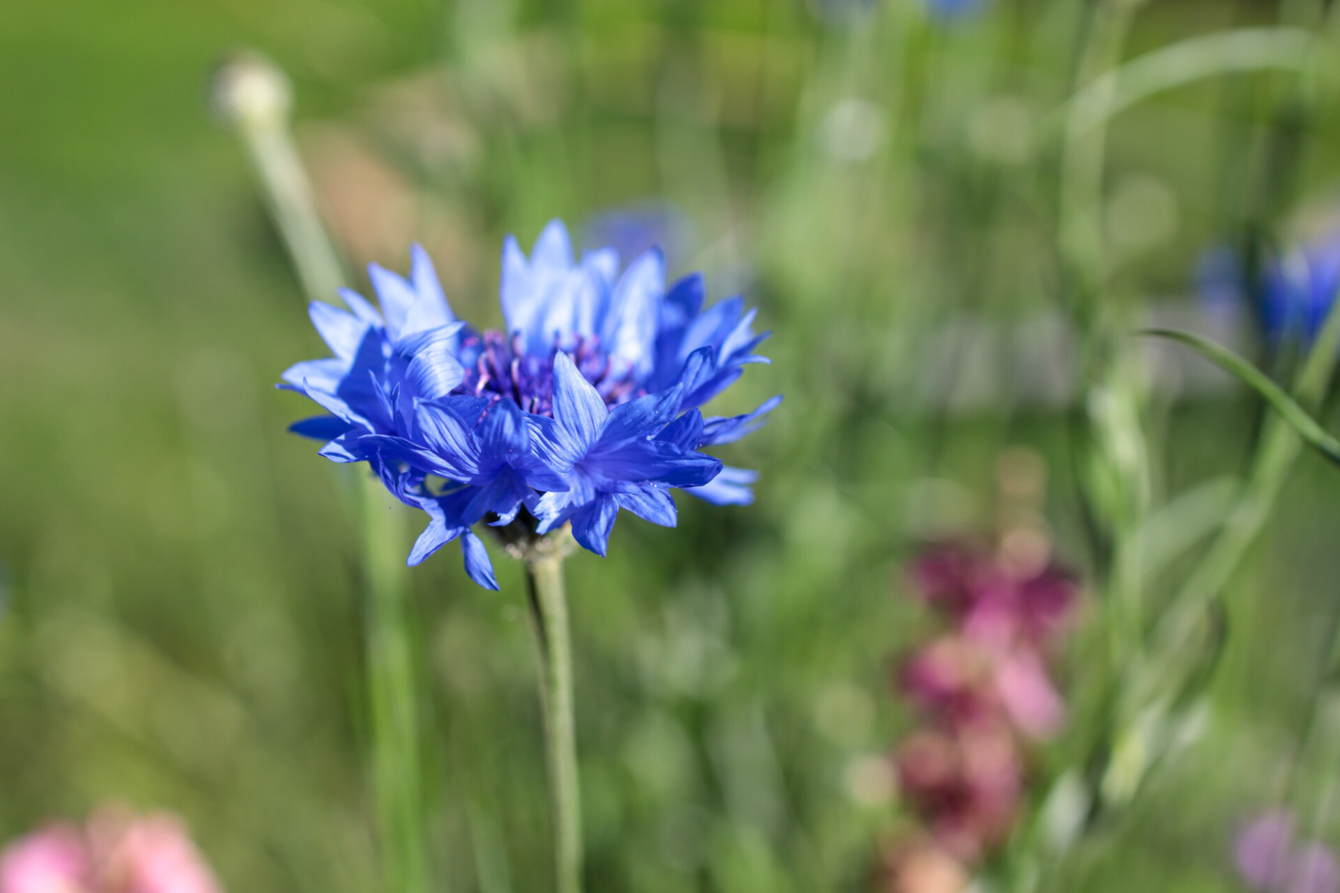 Centaurea montana