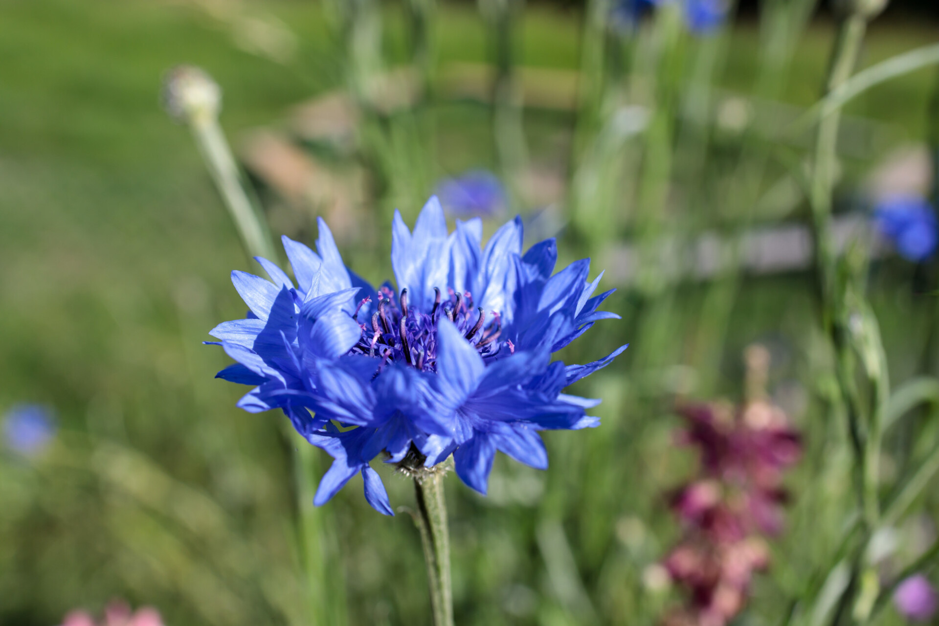 Centaurea montana, the perennial cornflower