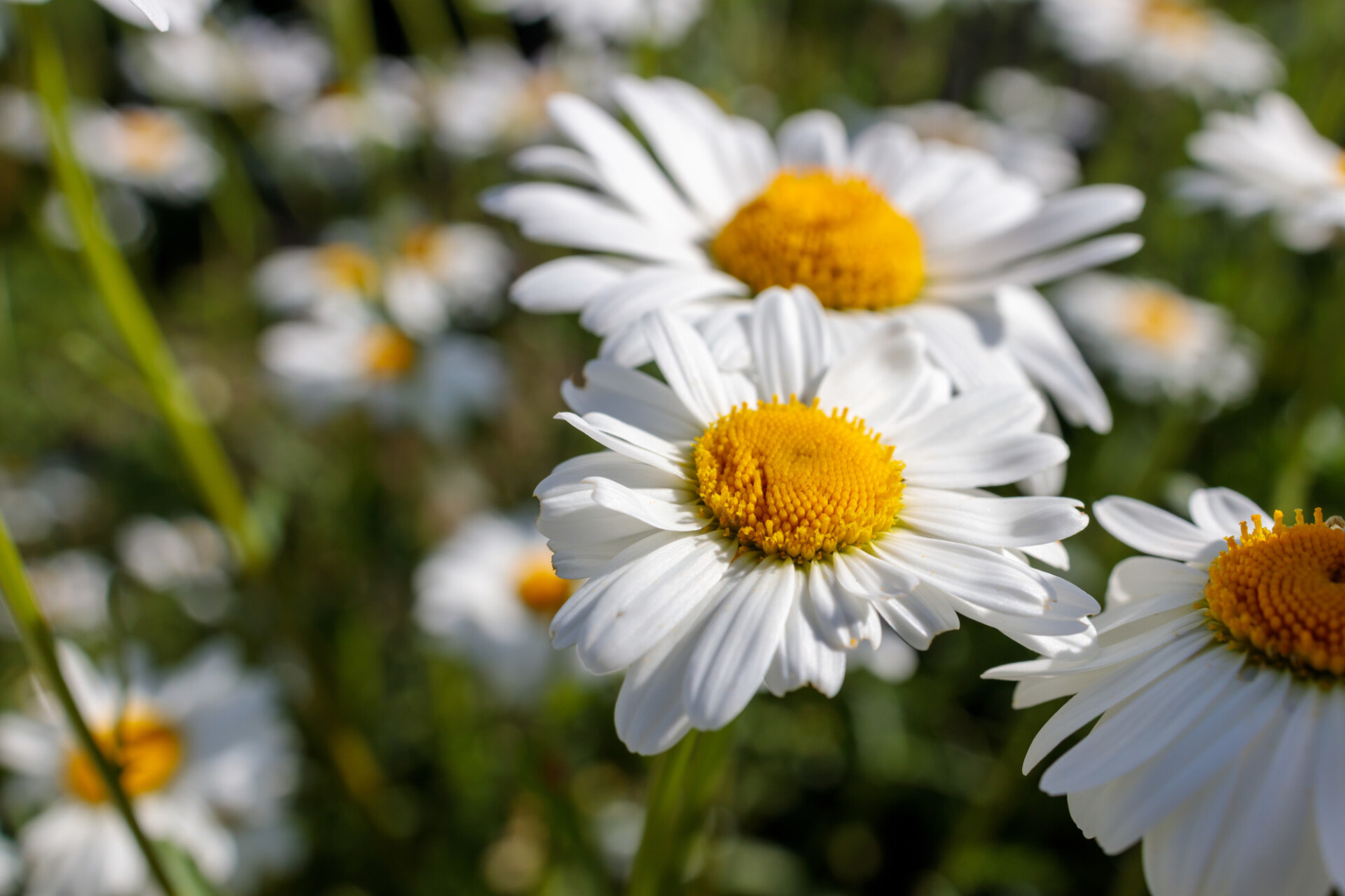 Leucanthemum - Marguerite flower