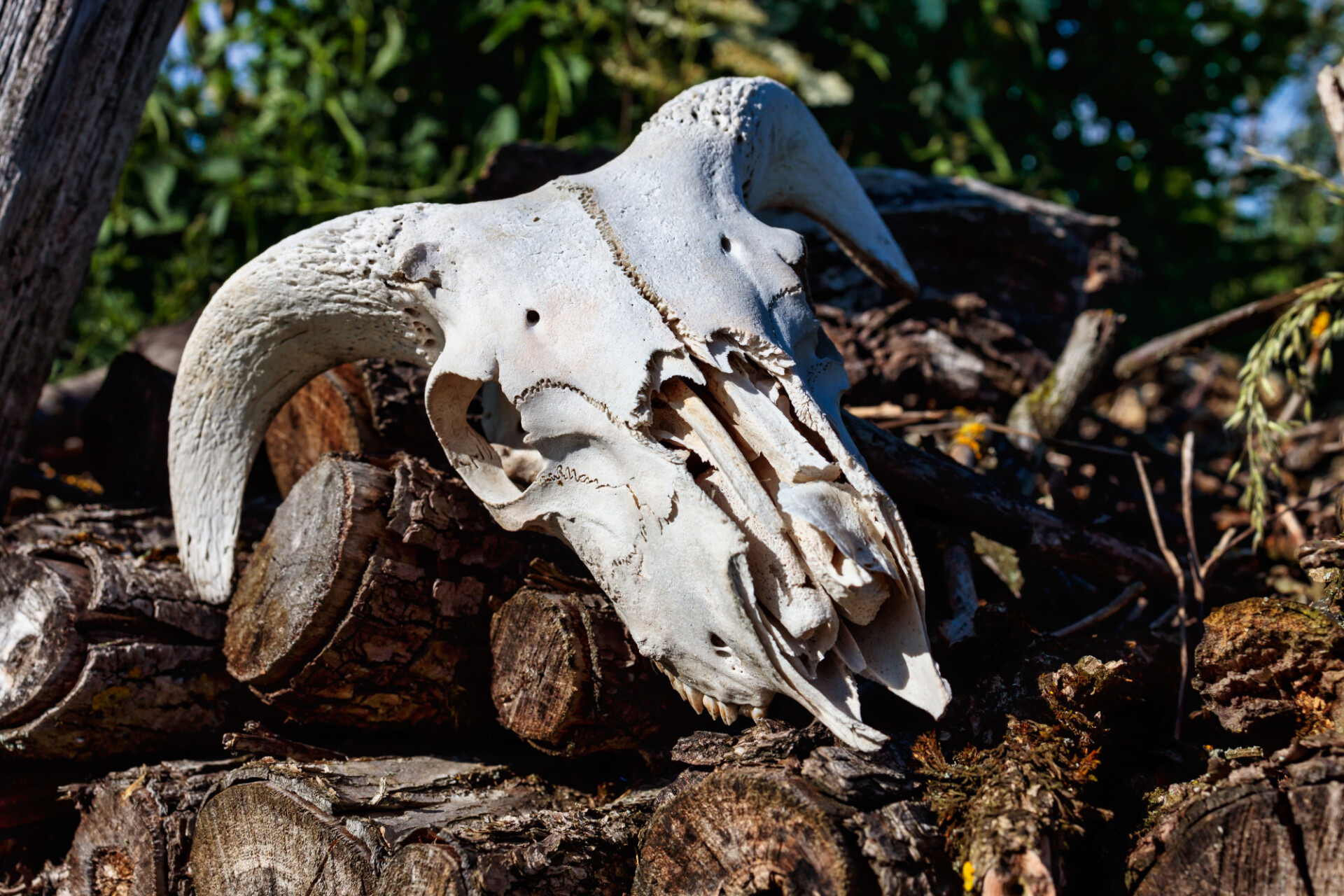 Skull bone of a sheep