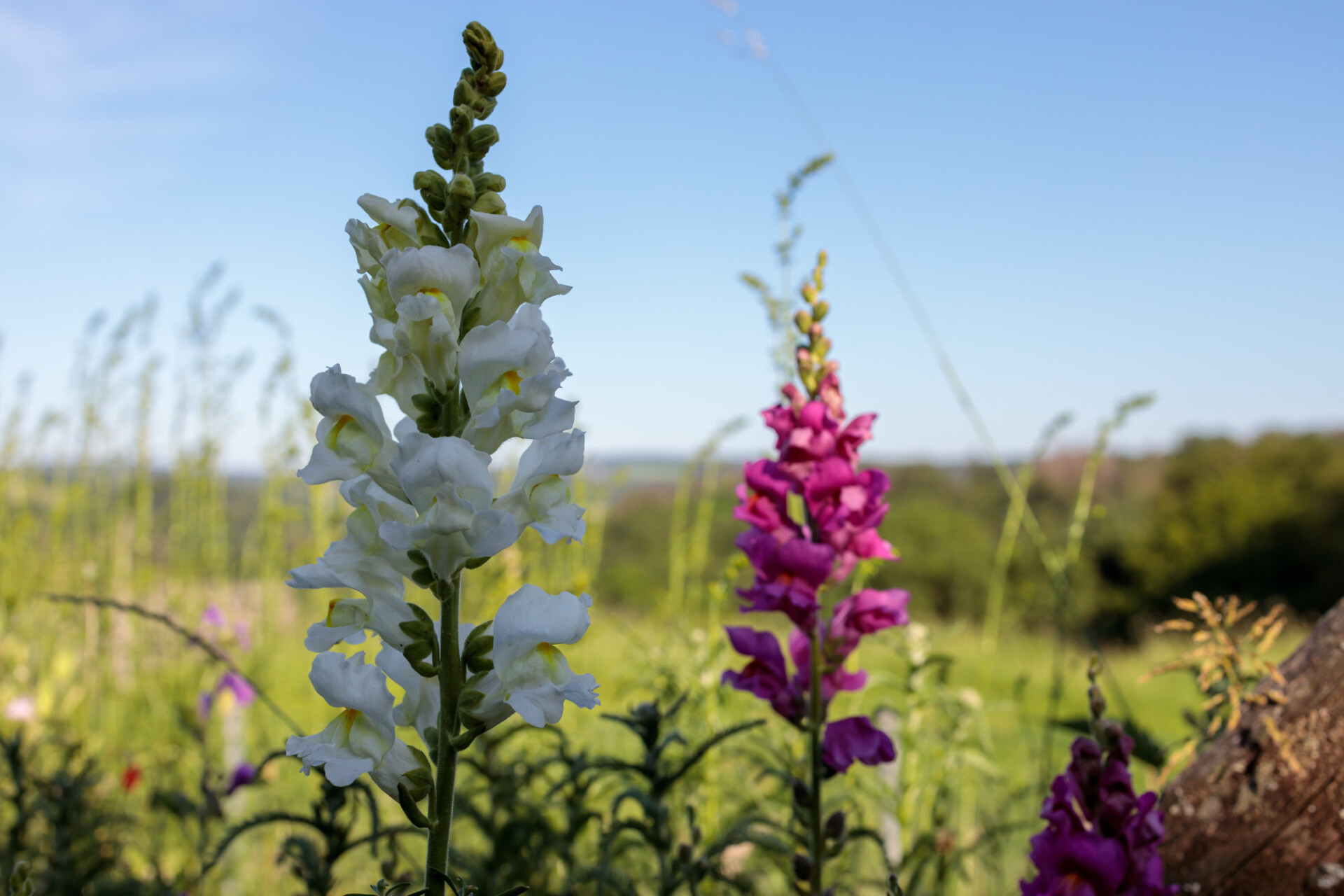 Lupinus albus