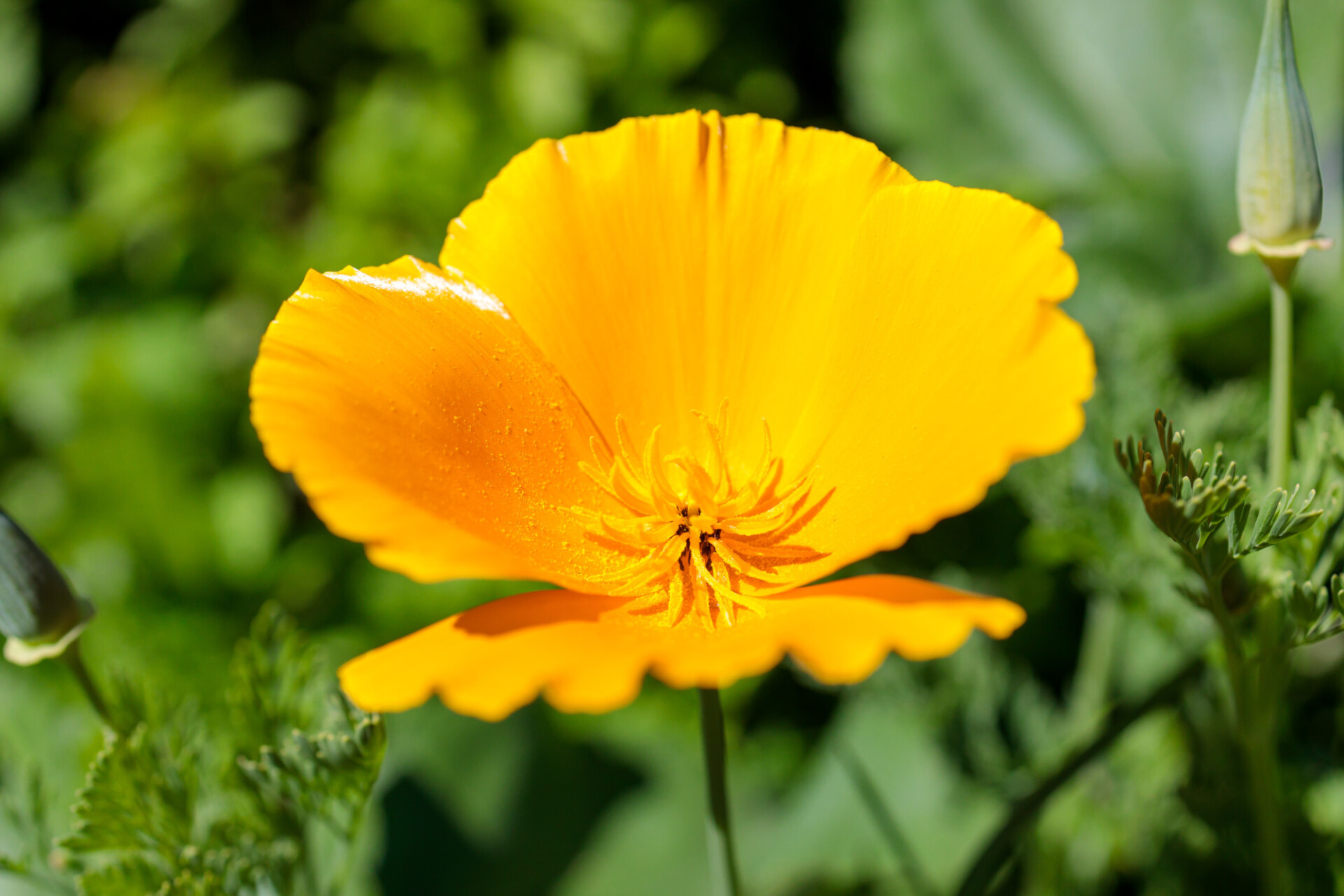 California poppy