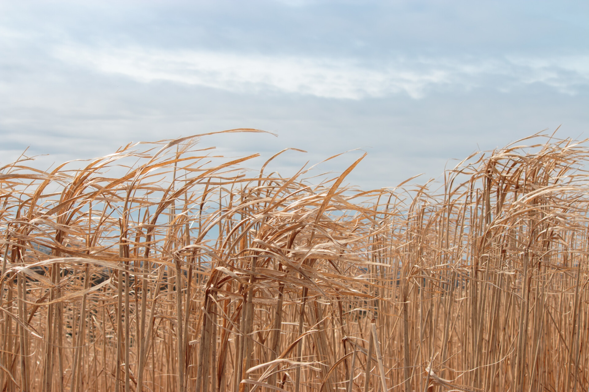 Dry straw grass