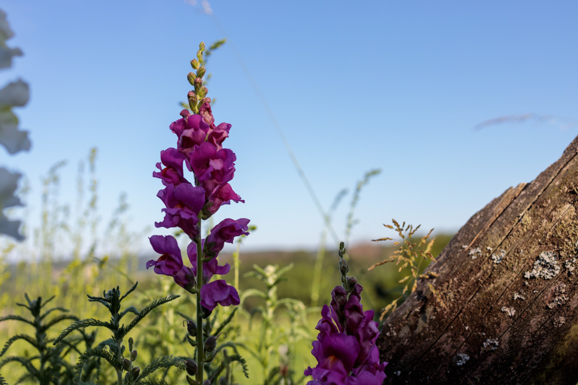 Purple Lupinus