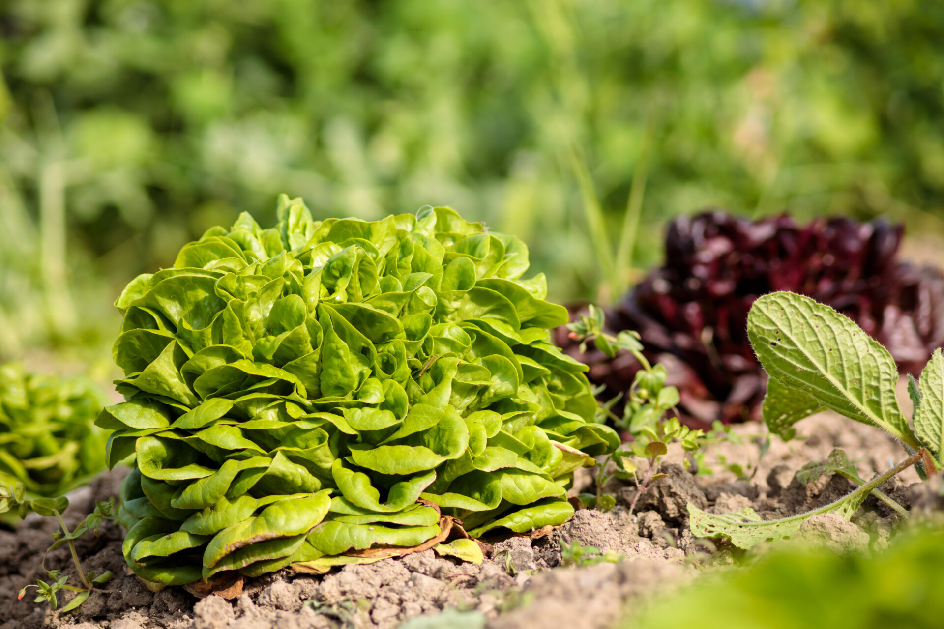 Lush Green Plot Vegetable