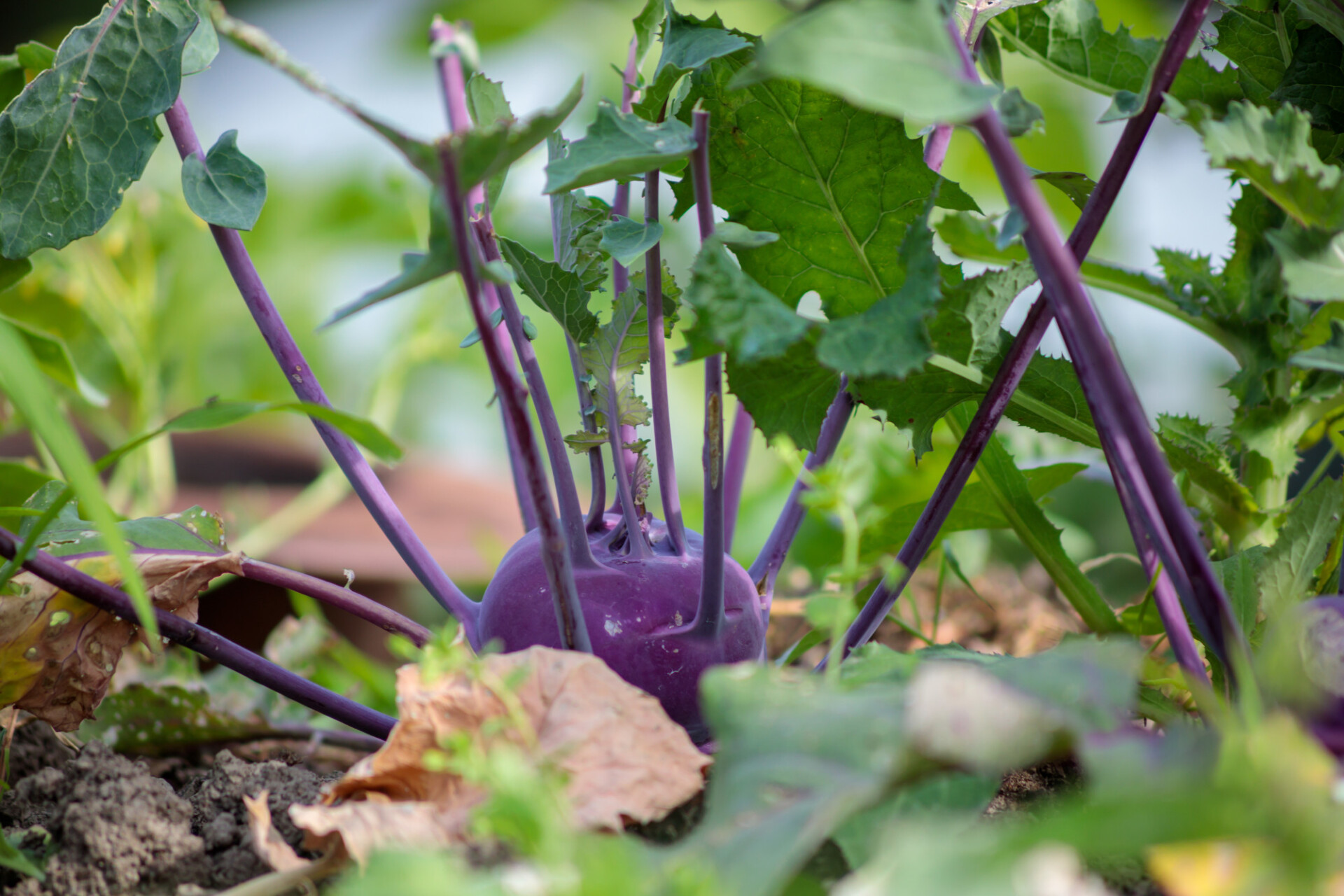 Kohlrabi growing in a field