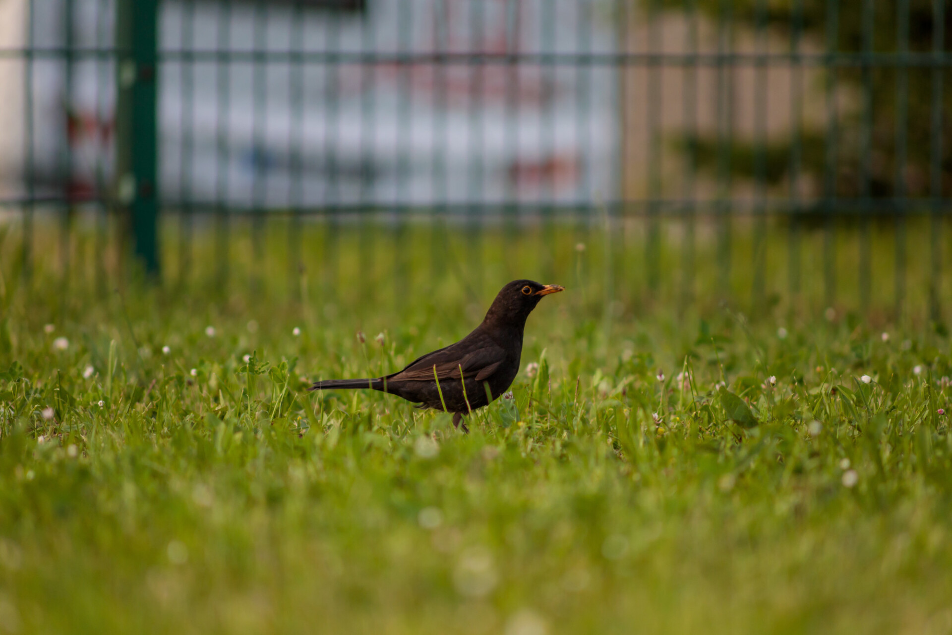 Blackbird in a meadow