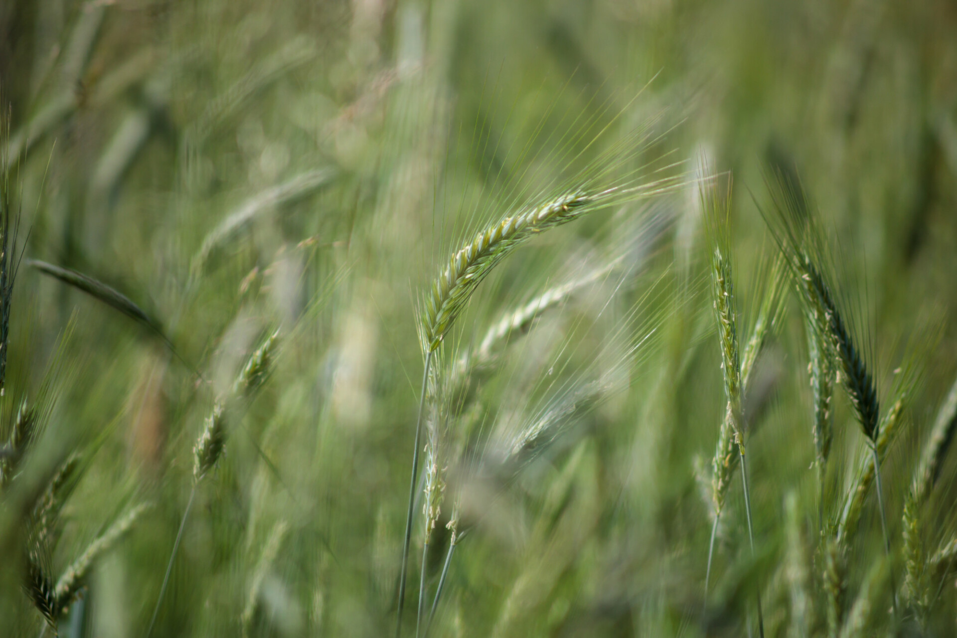 Rye field