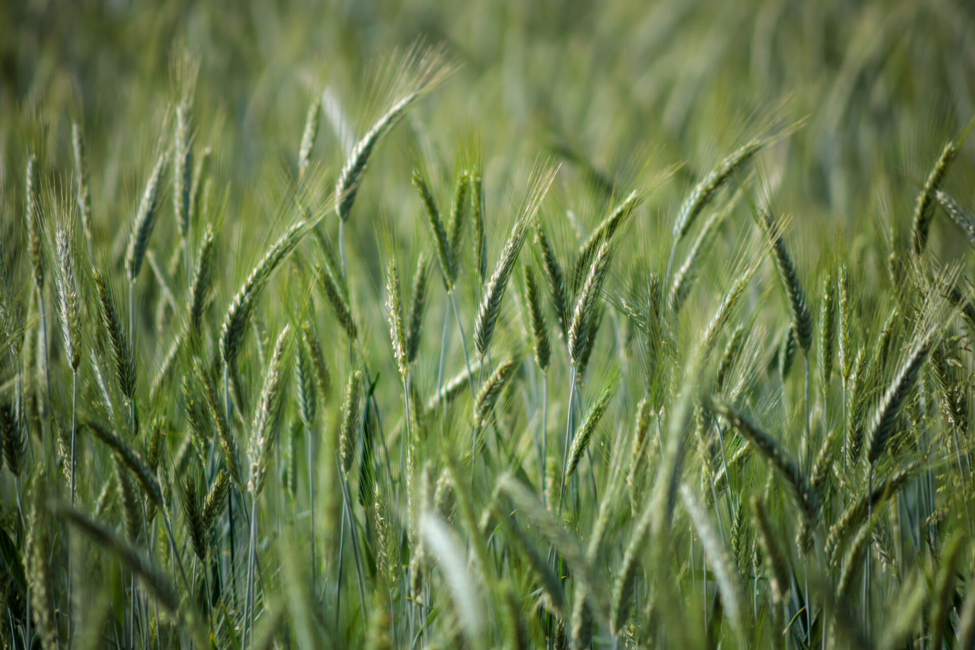 Rye field in summer