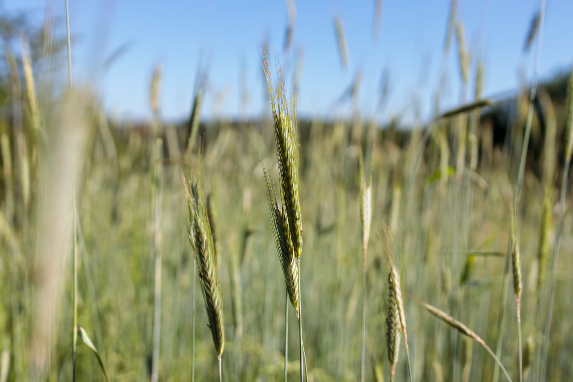 Rye field thrives in early summer