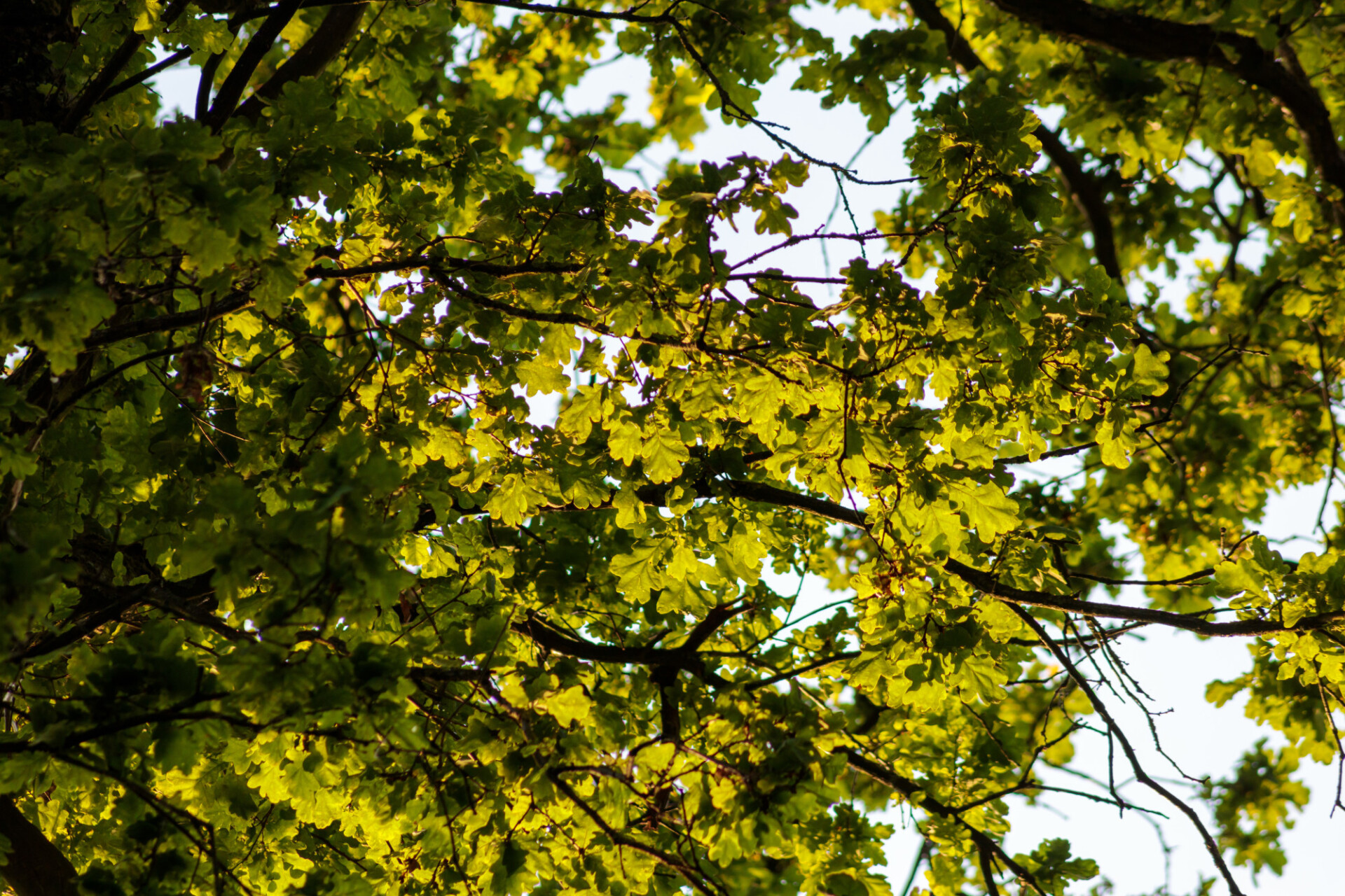 Tree crown of an oak