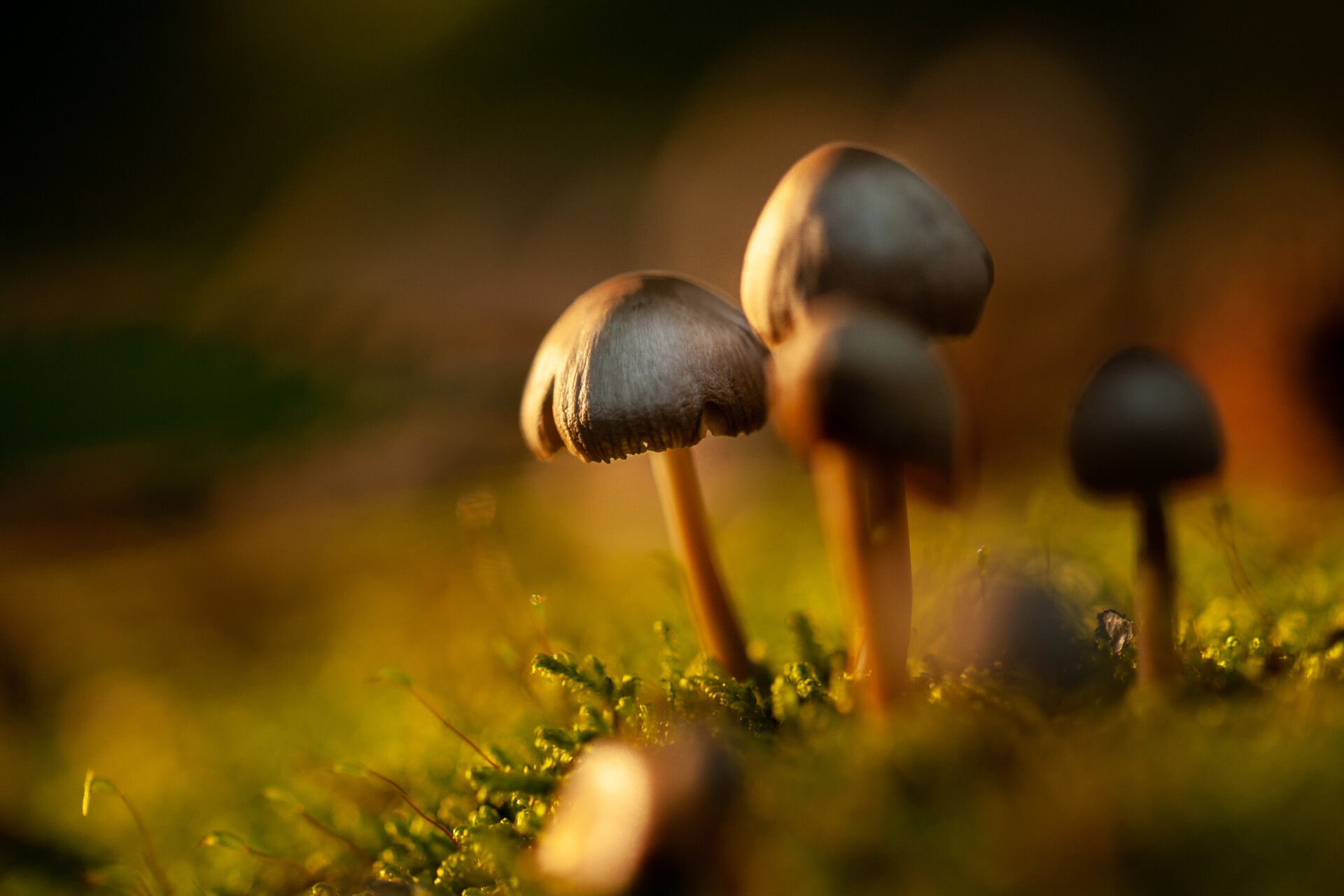 Mushrooms in the German Forest