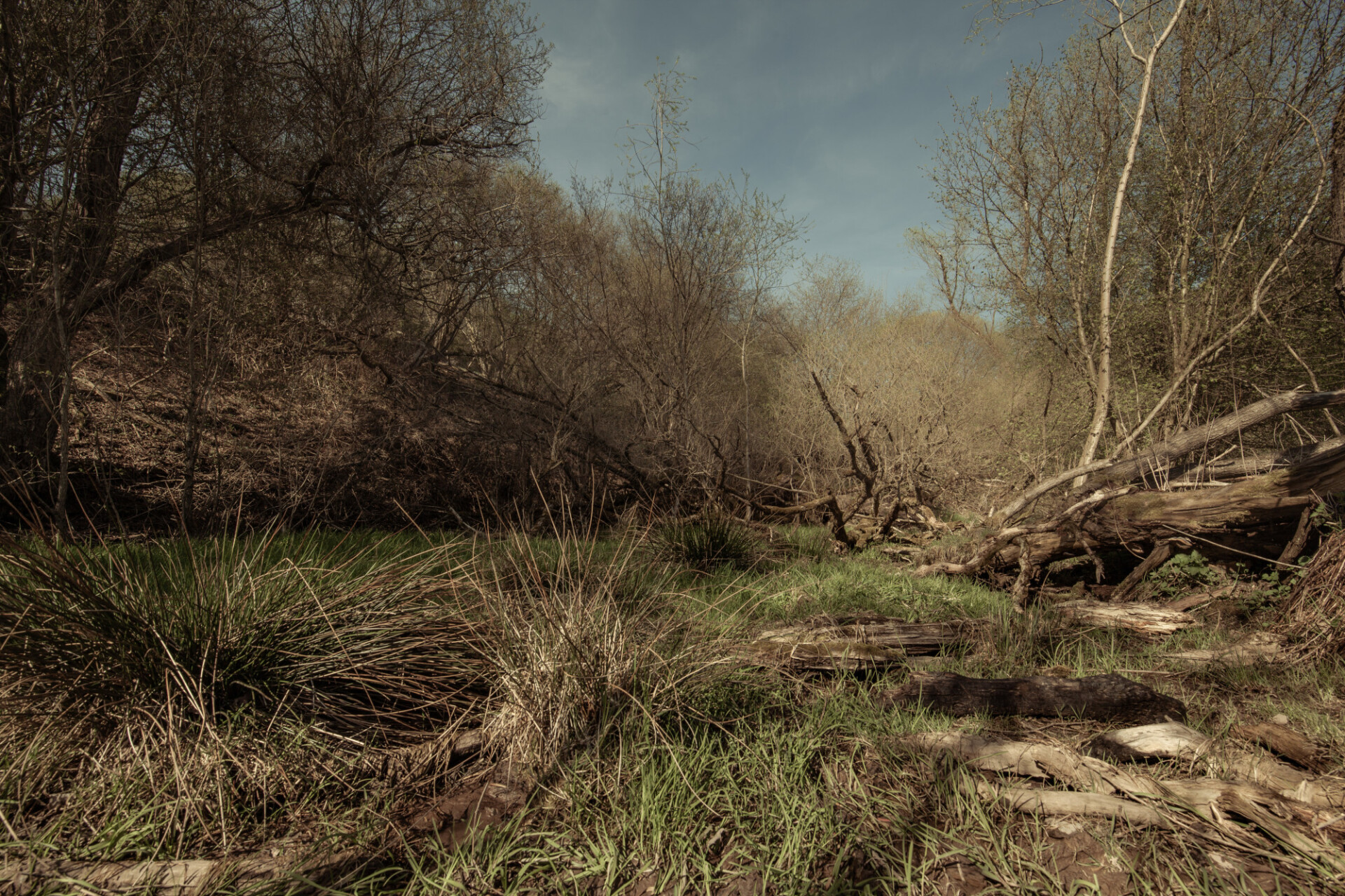 Gloomy marshlands