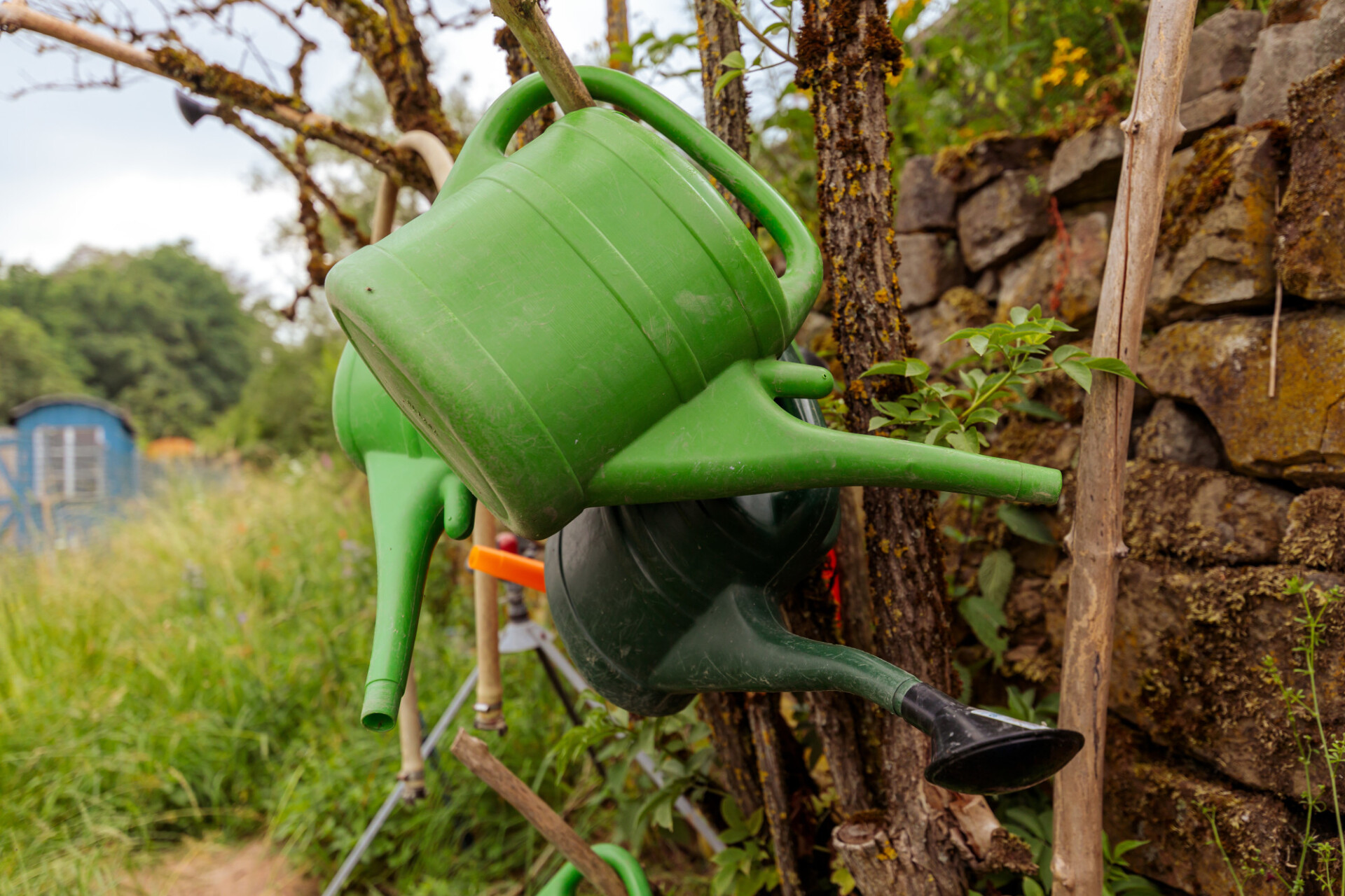 Green watering cans in the garden