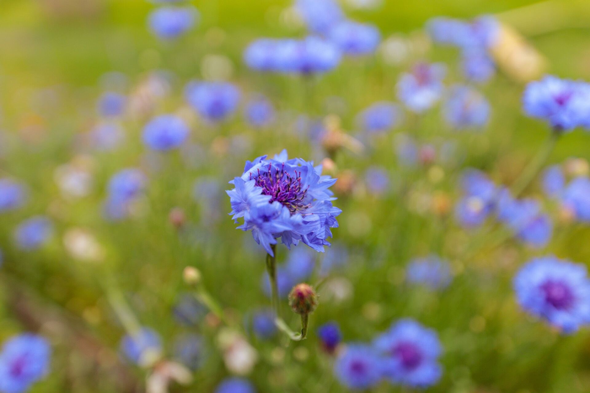 Blue cornflowers