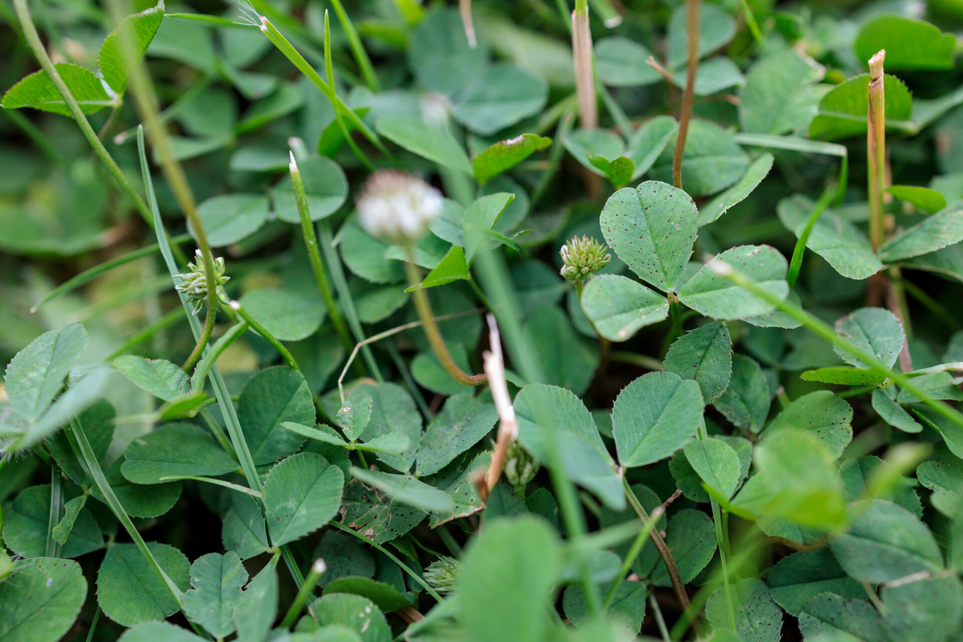Meadow fully overgrown with clover