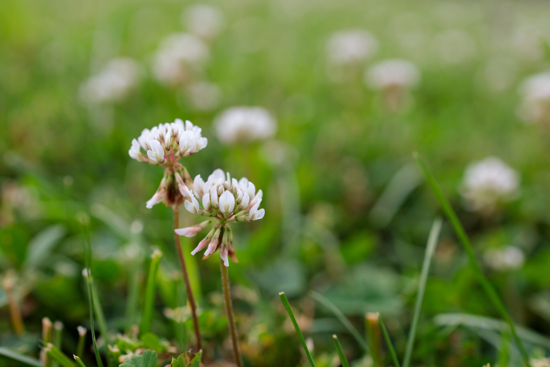 White Clover Flowers