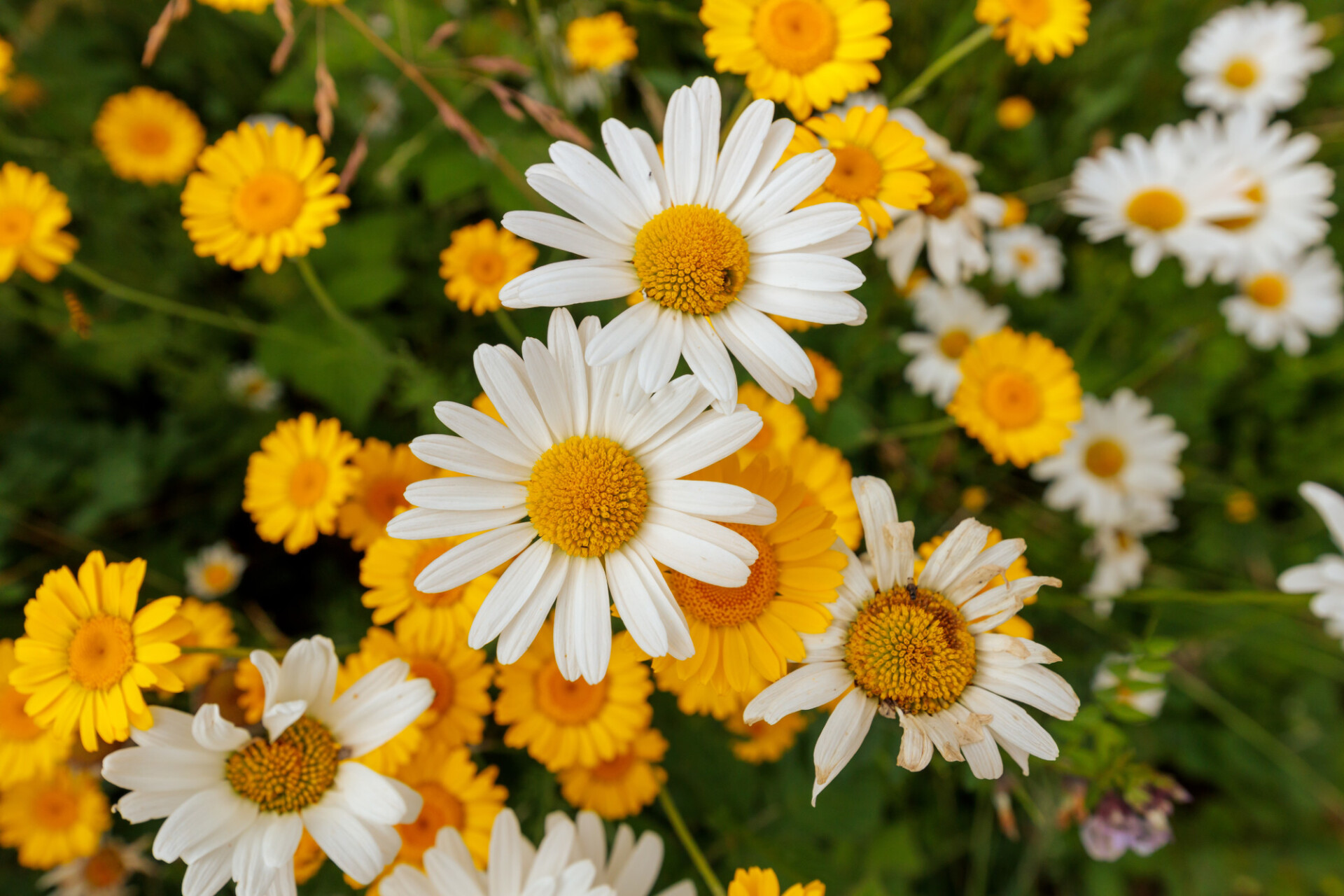 Yellow and white flowering camomile