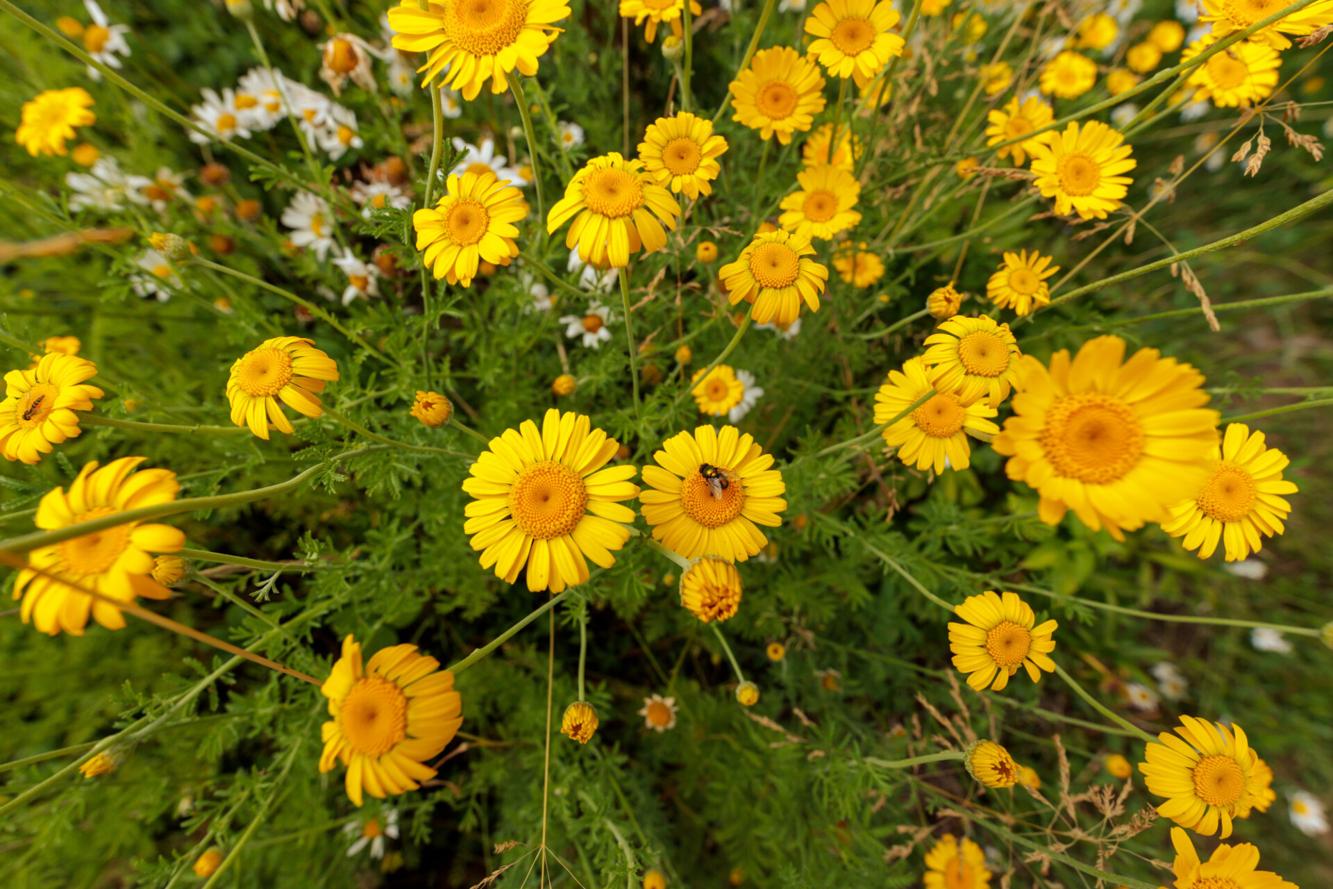 Golden marguerite