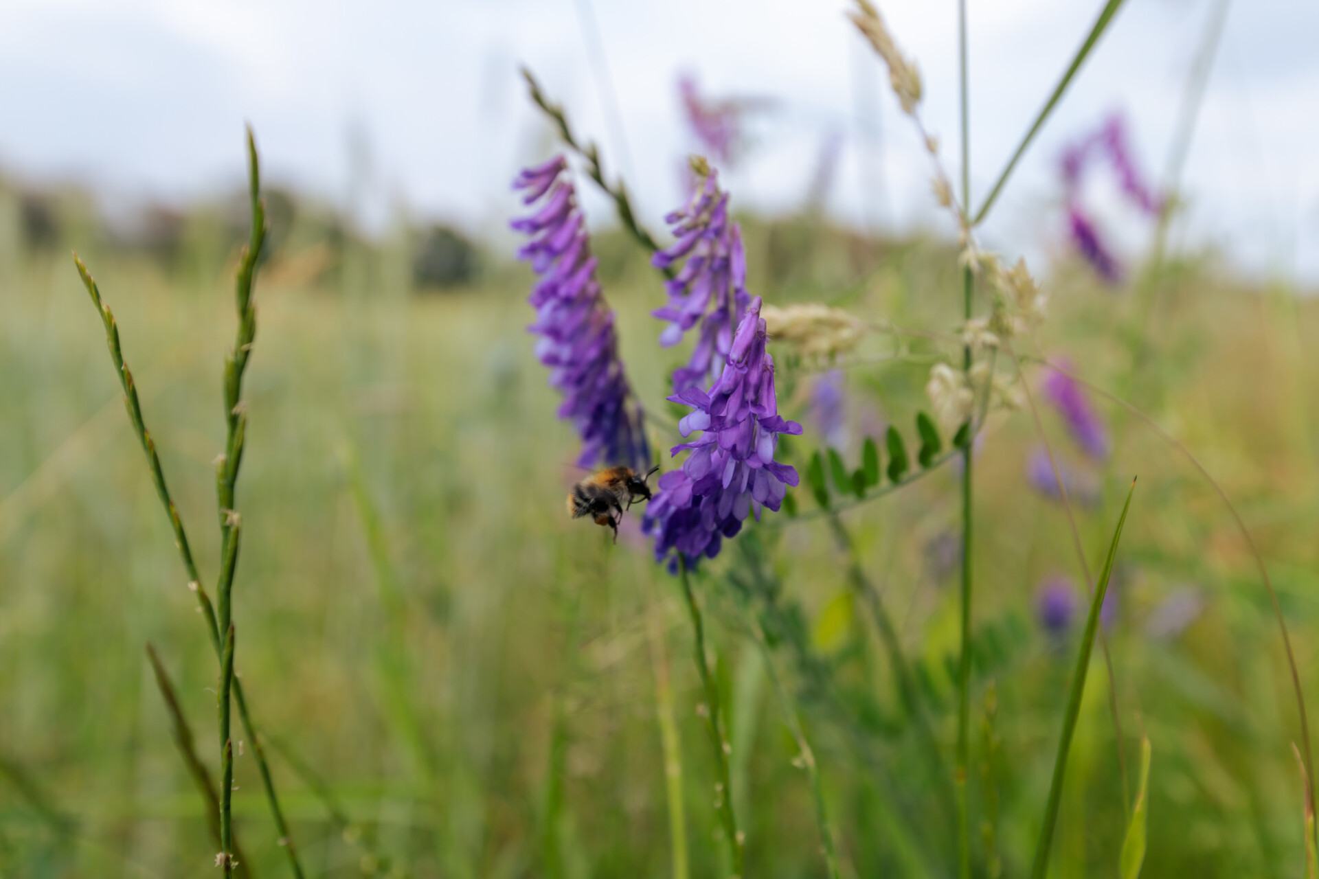 Baikal skullcap or Scutellaria baicalensis