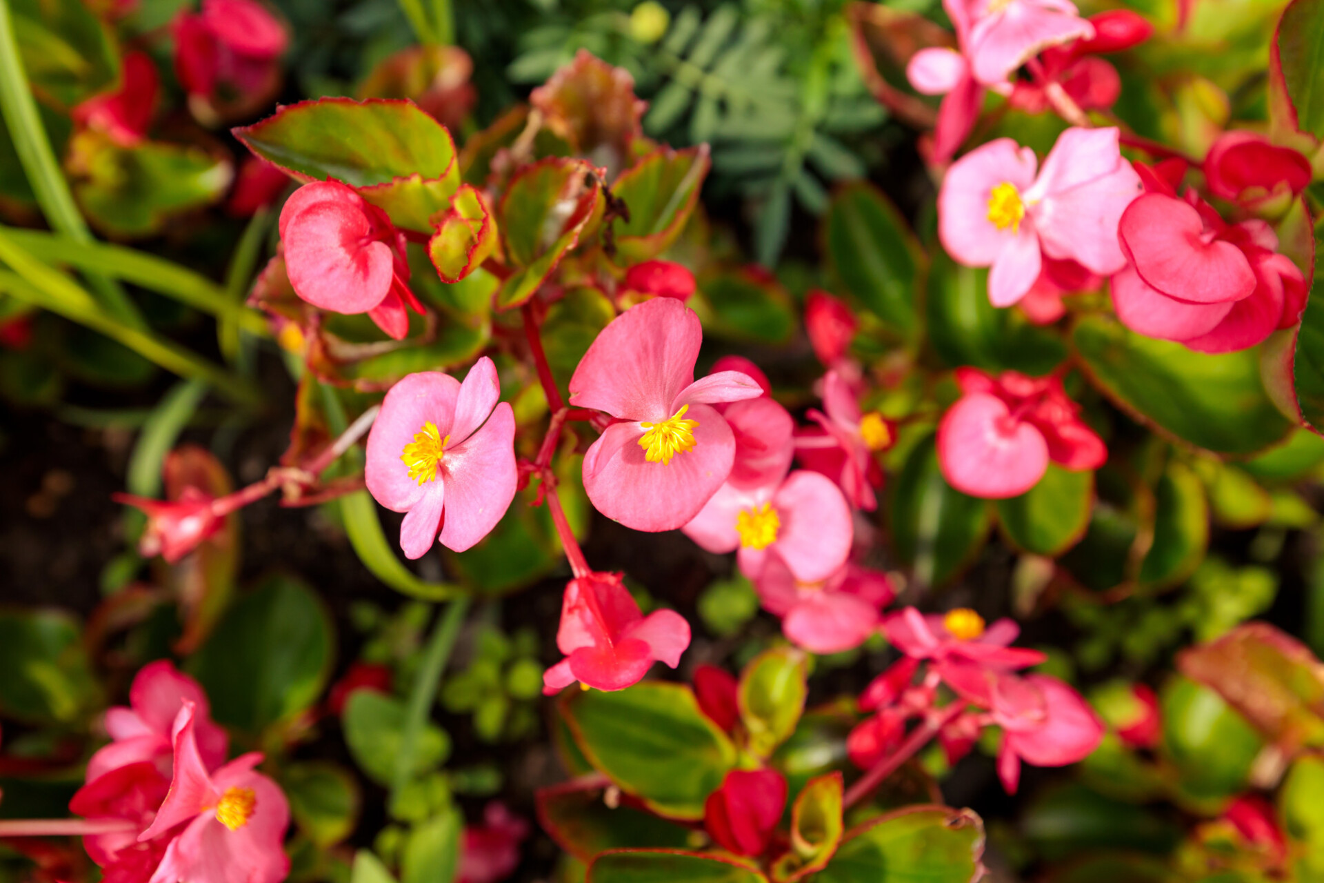 Wax begonia