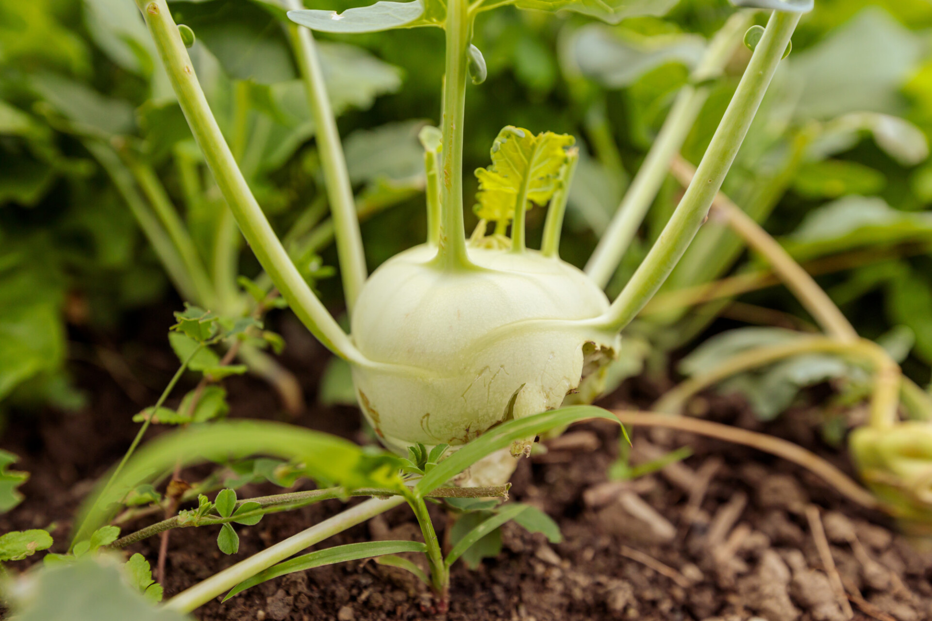 Kohlrabi eaten in a field