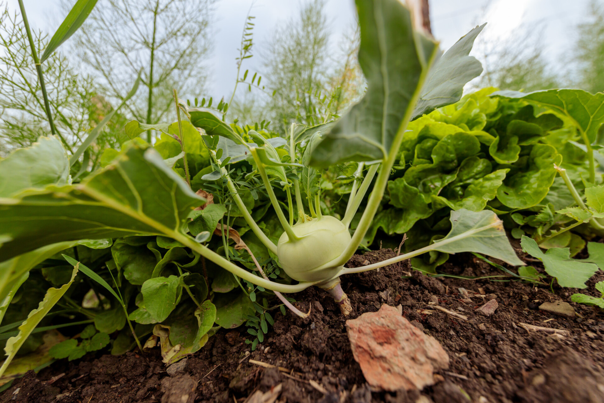 White Kohlrabi in the Garden