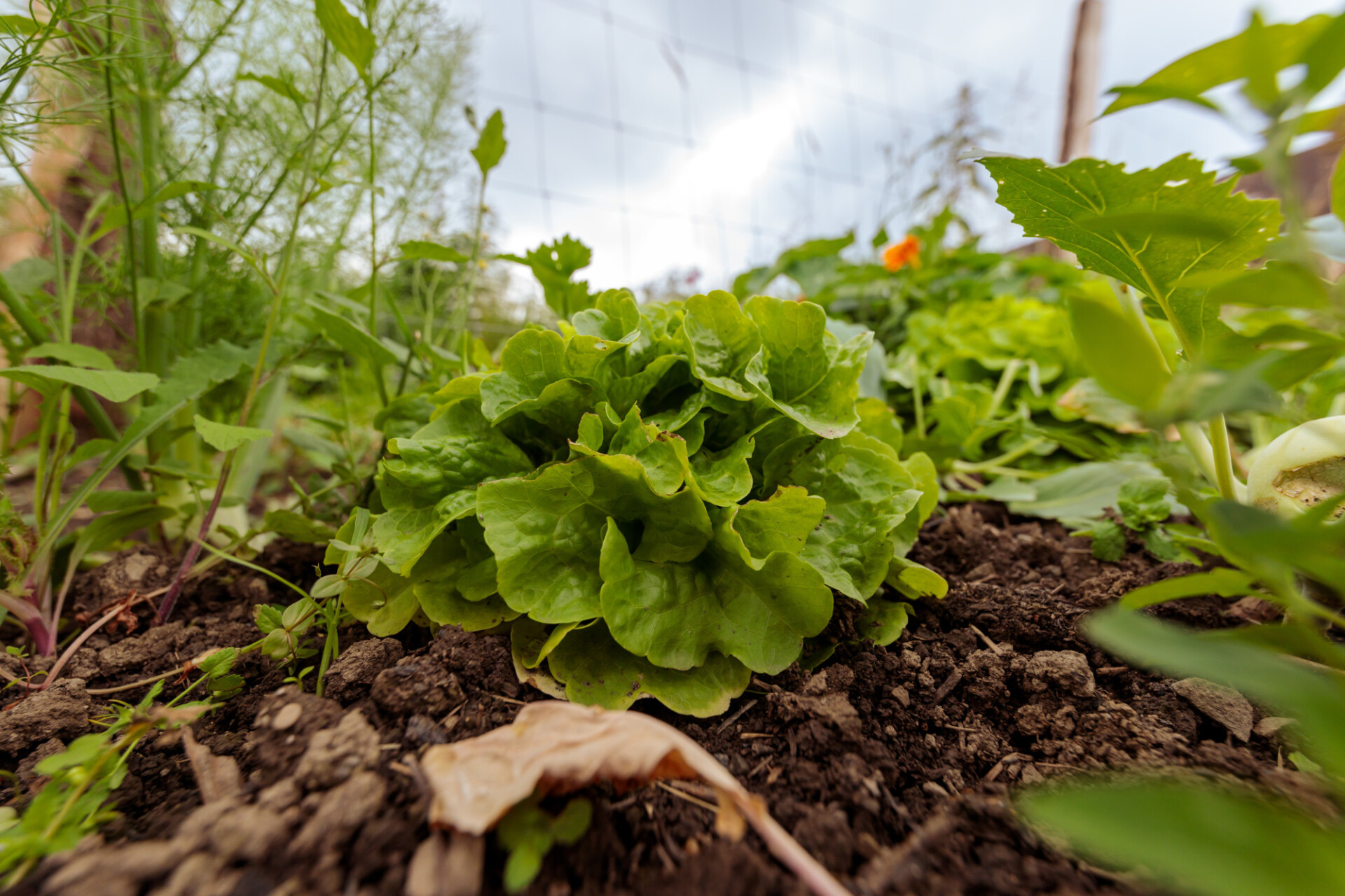 Lettuce cultivation