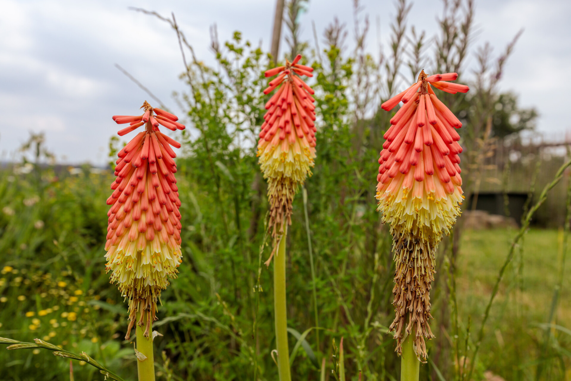 Red hot pokers