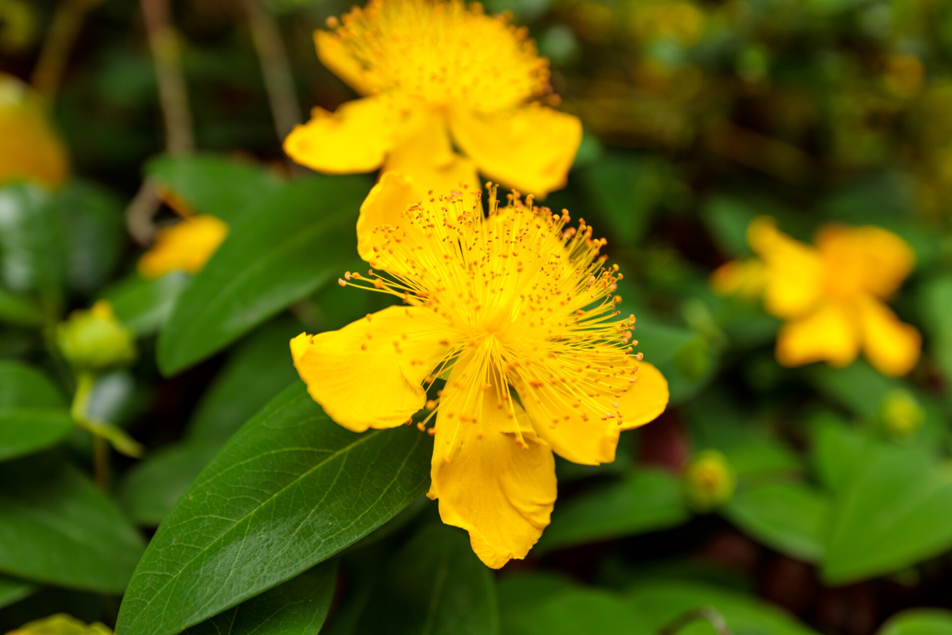 Hypericum perforatum