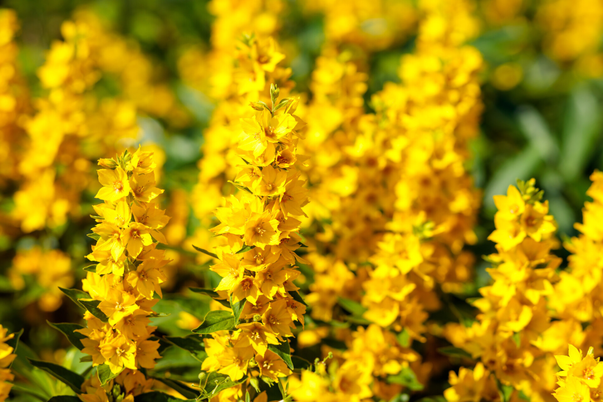 Yellow bush lupine, Lupinus arboreus