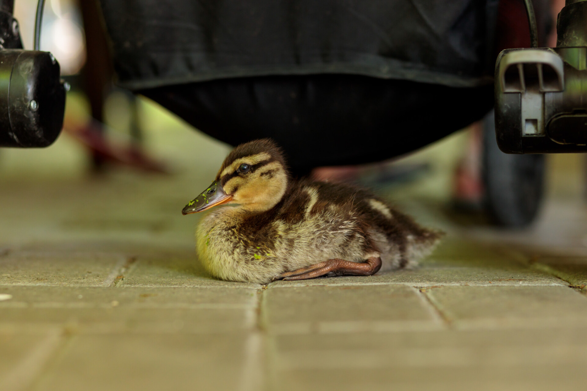 Cute little duckling sitting under a pram