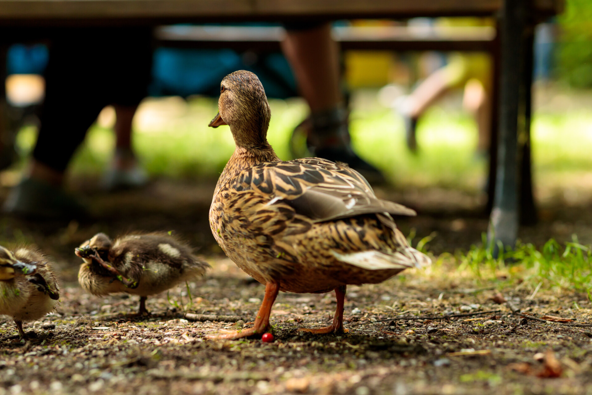 Mother duck guards her chicks