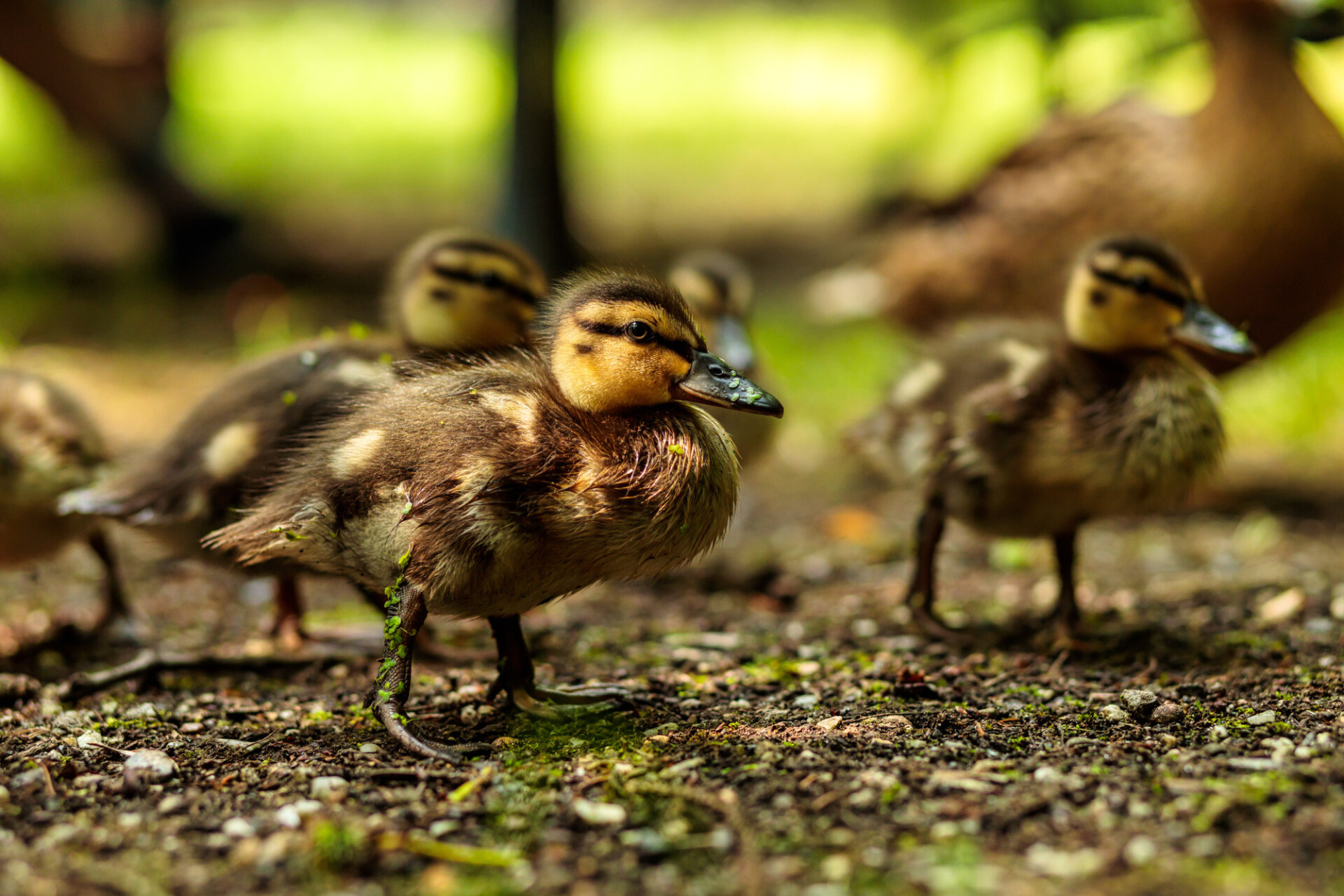 Beautiful cute little duckling