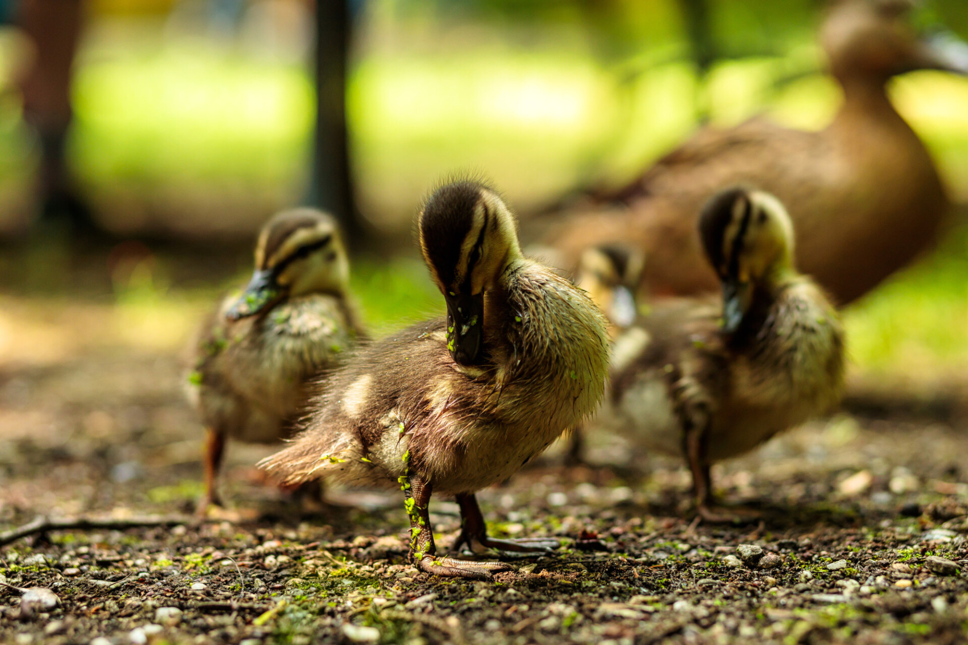 Cute little duckling preening its feathers