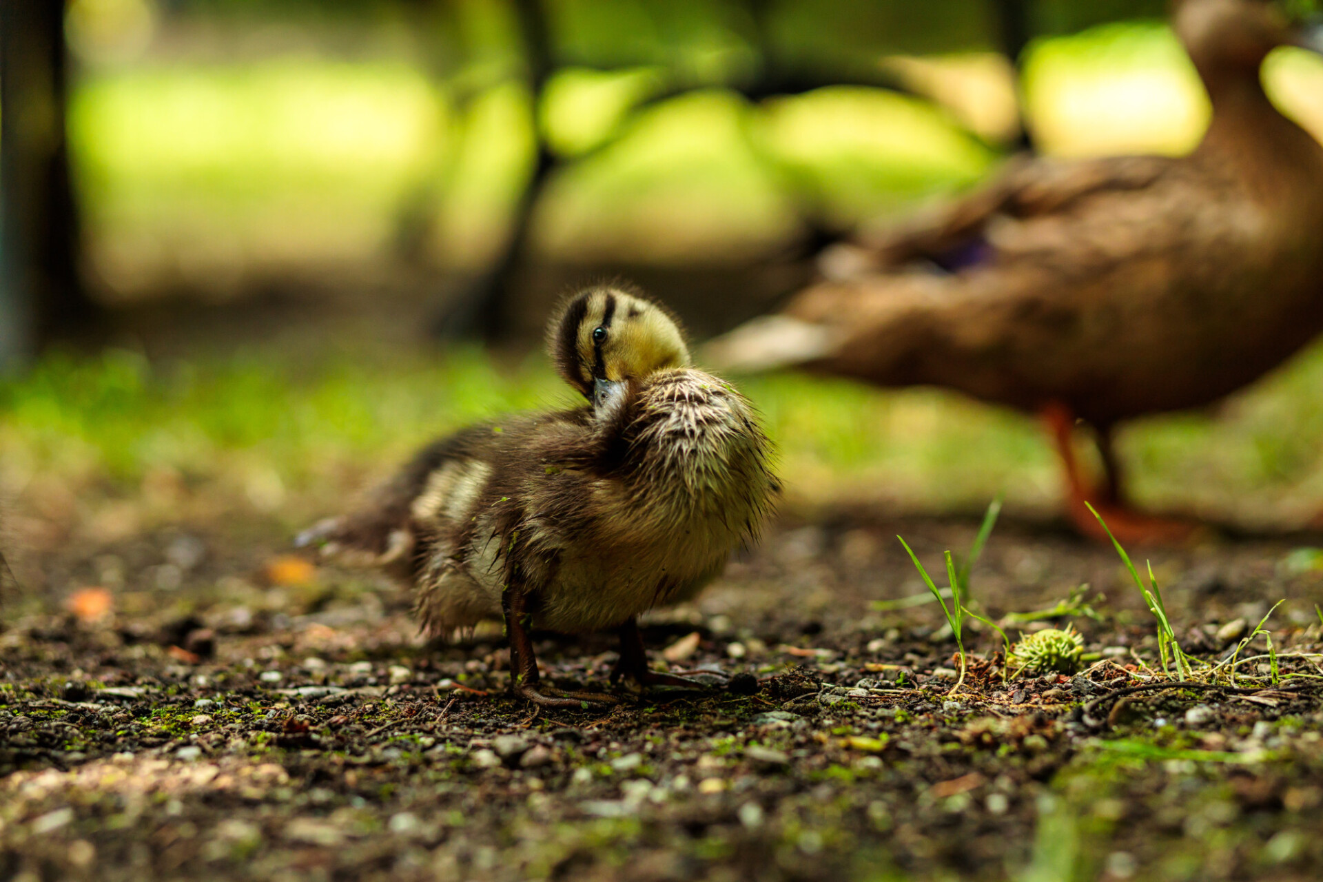 Duckling preening its feathers