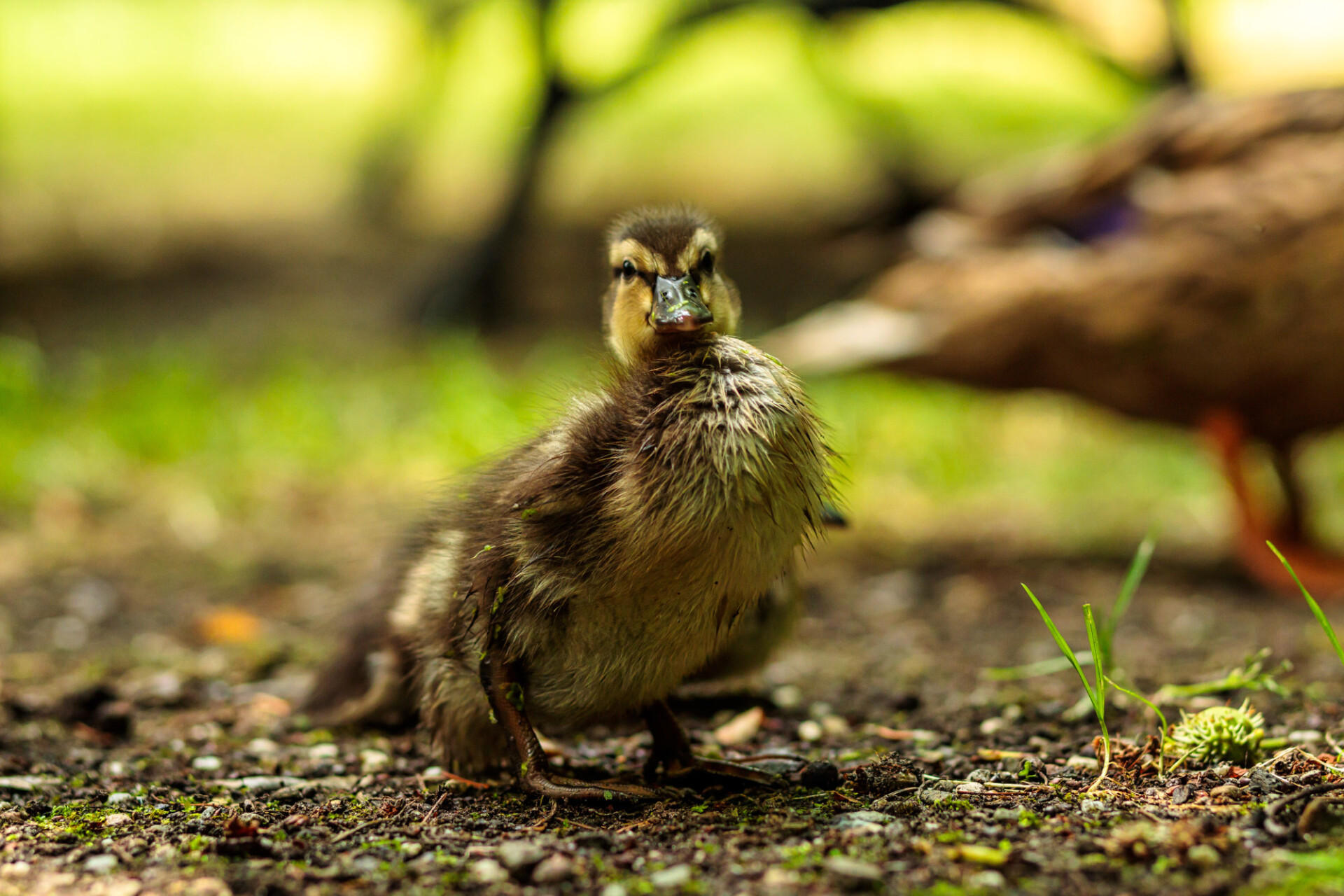 A duckling looks directly into the camera