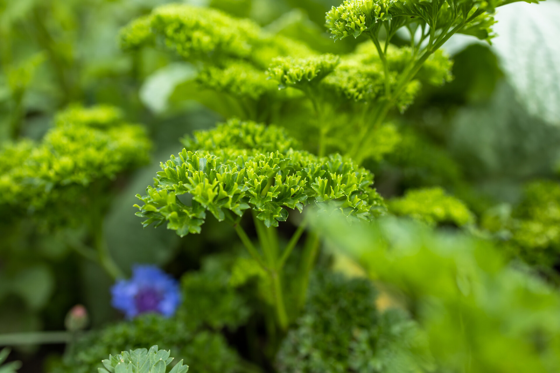 Parsley in the garden