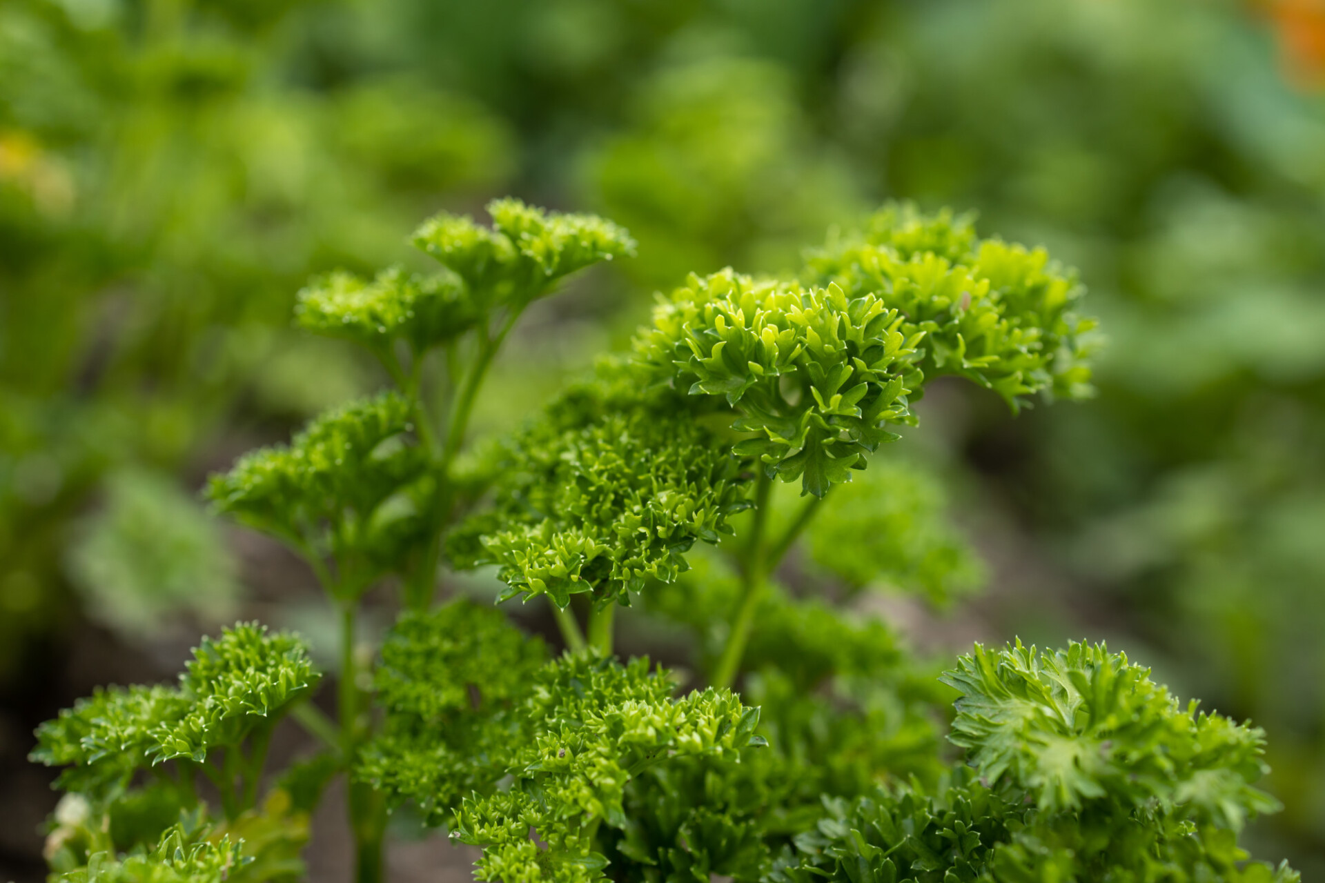 Fresh parsley