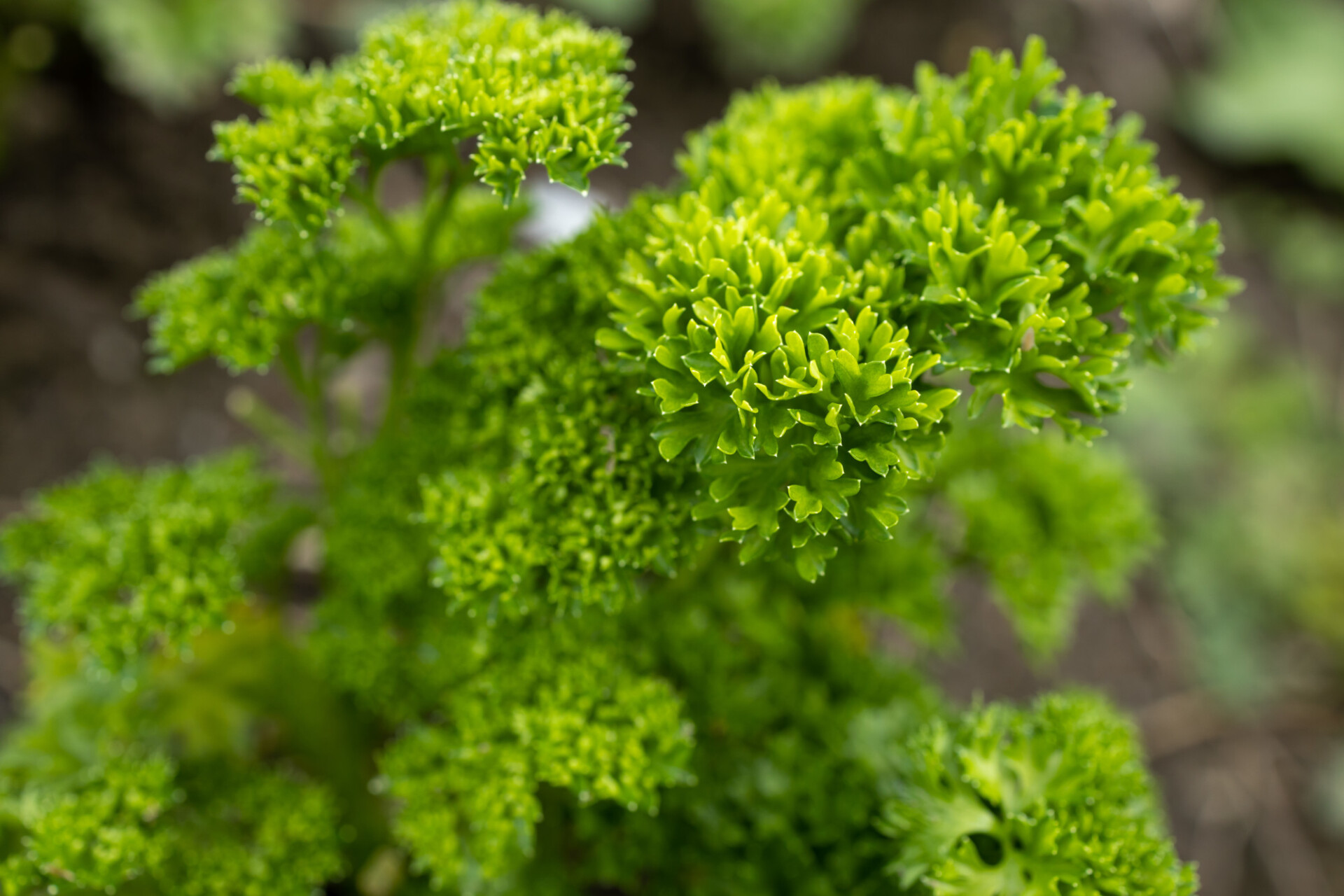 Parsley to cook