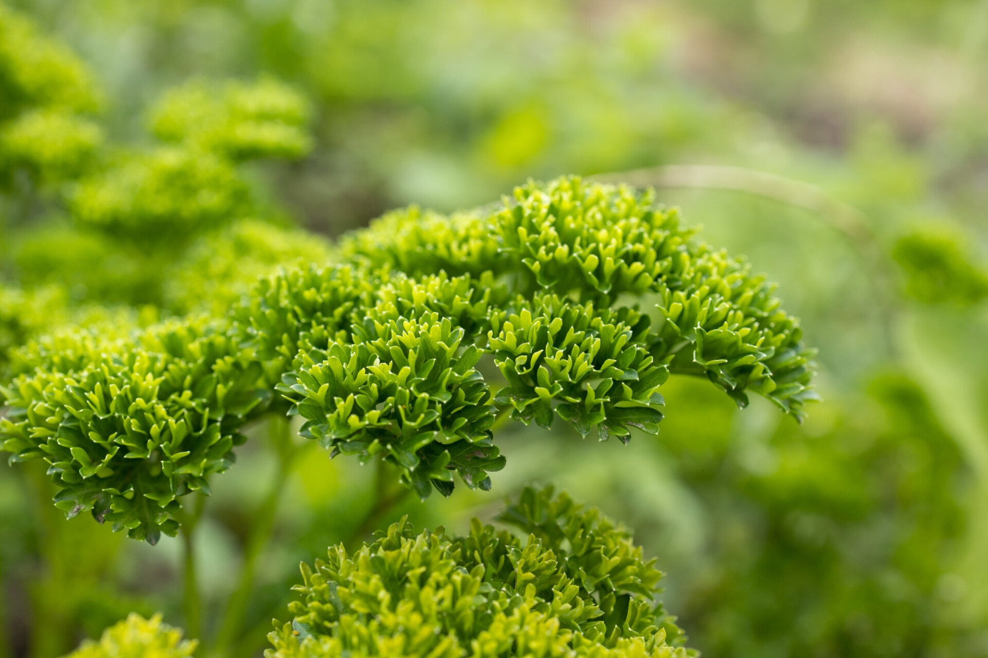 Fresh green parsley