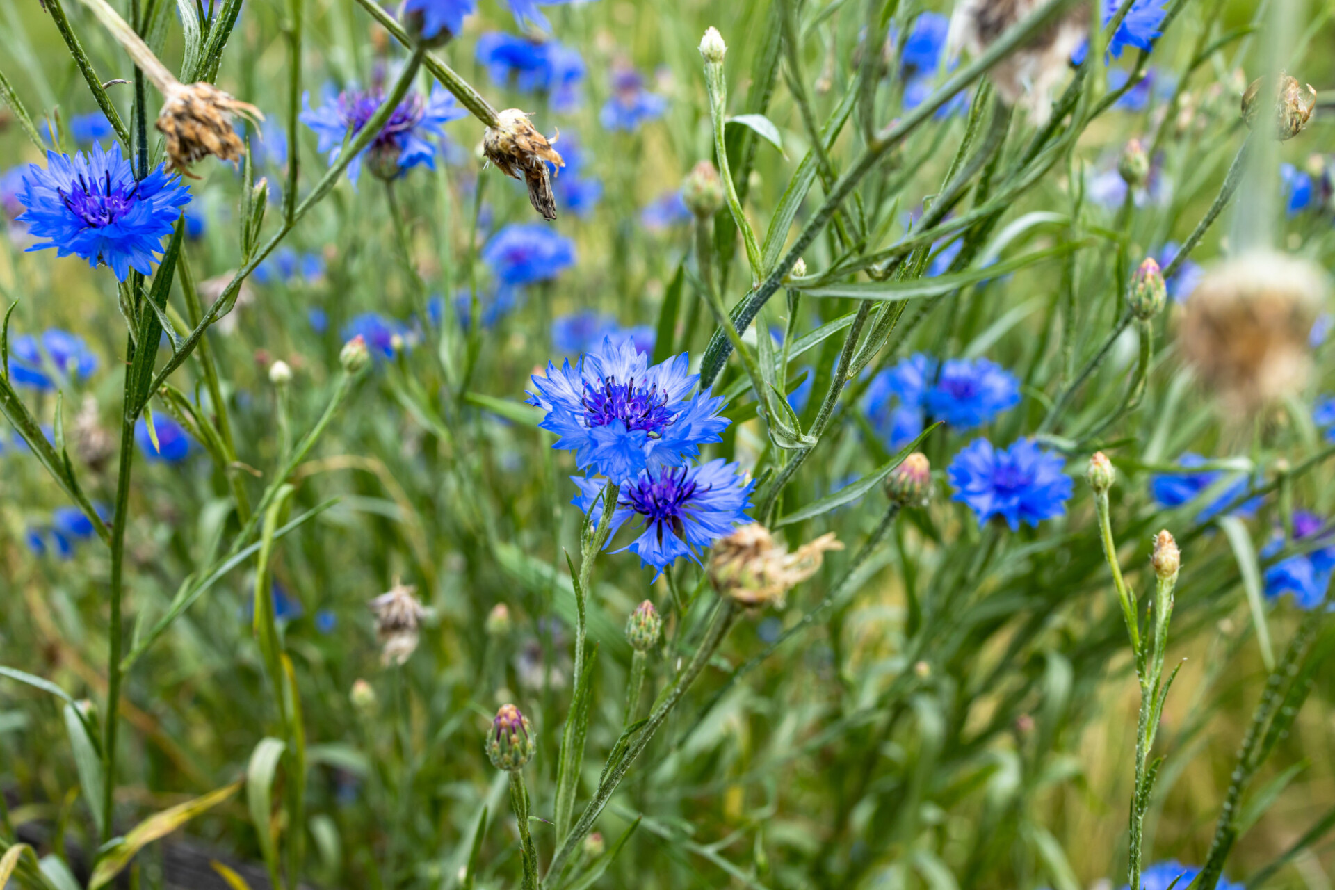 Cornflower Background