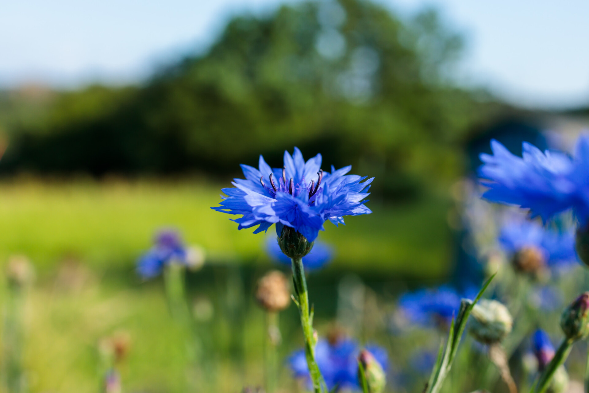 Blue Cornflower Background