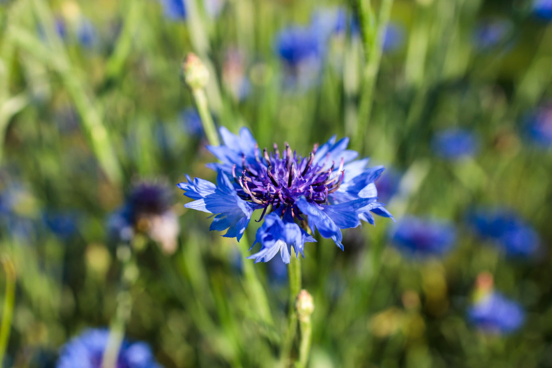 Beautiful Cornflower