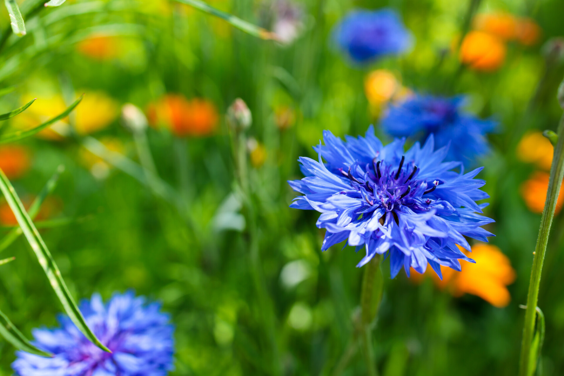 Summertime Cornflower Background